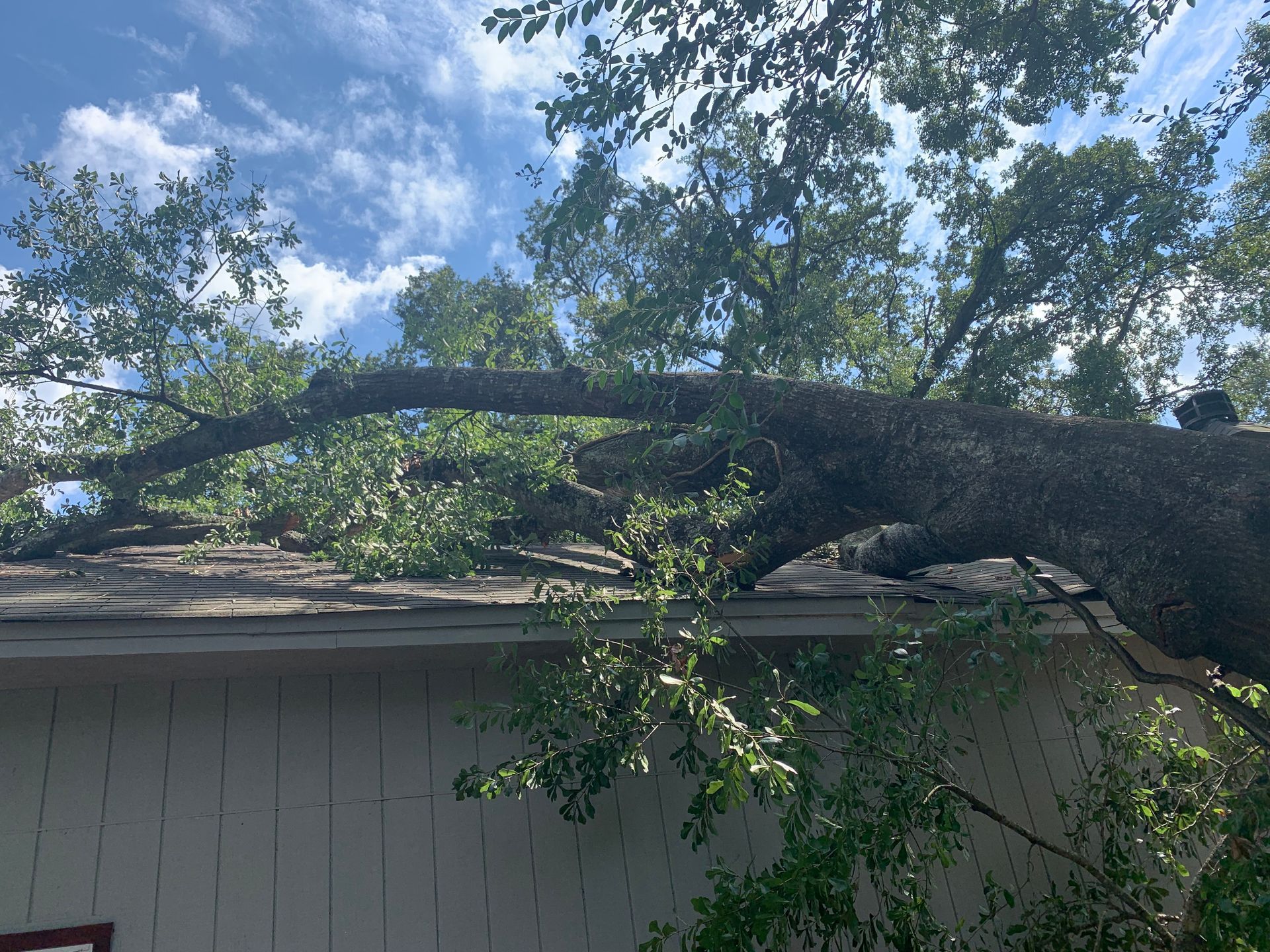 A tree has fallen on the roof of a house.