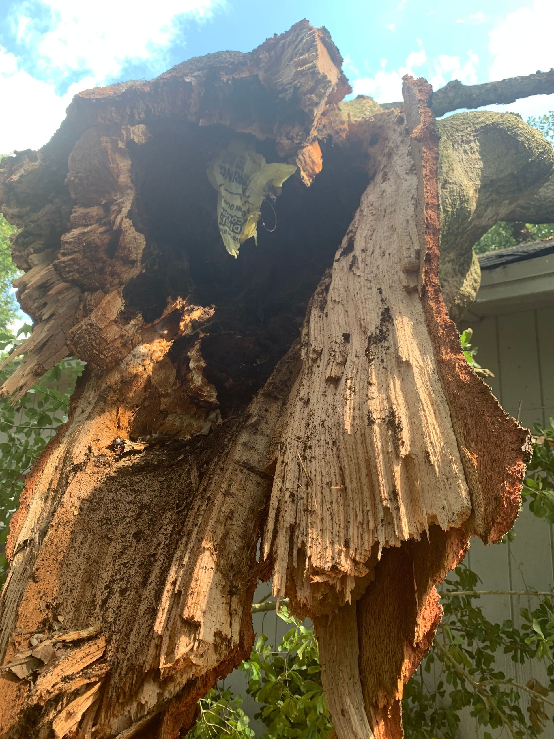 A close up of a tree trunk with a hole in it.