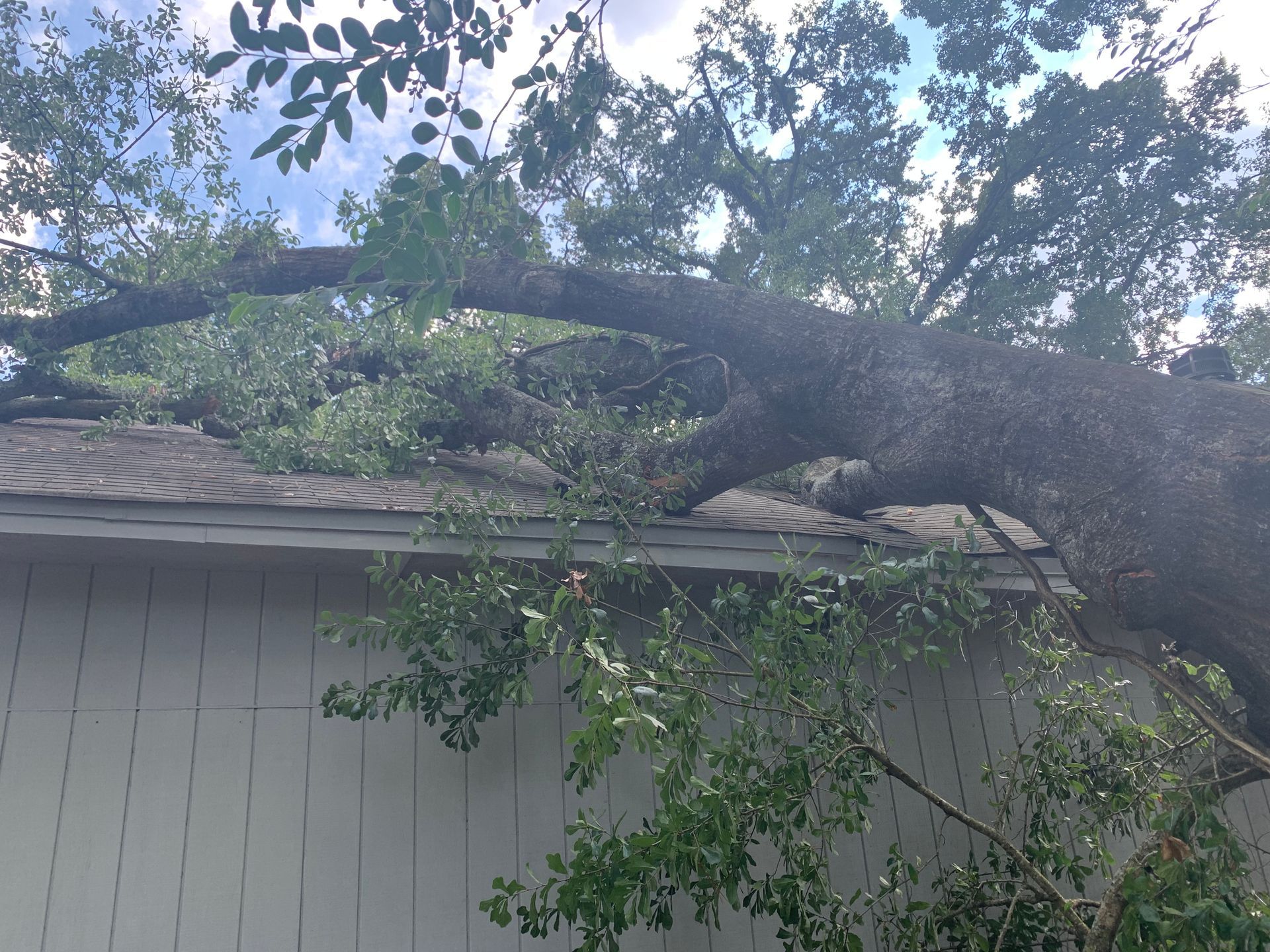 A tree has fallen on the roof of a house