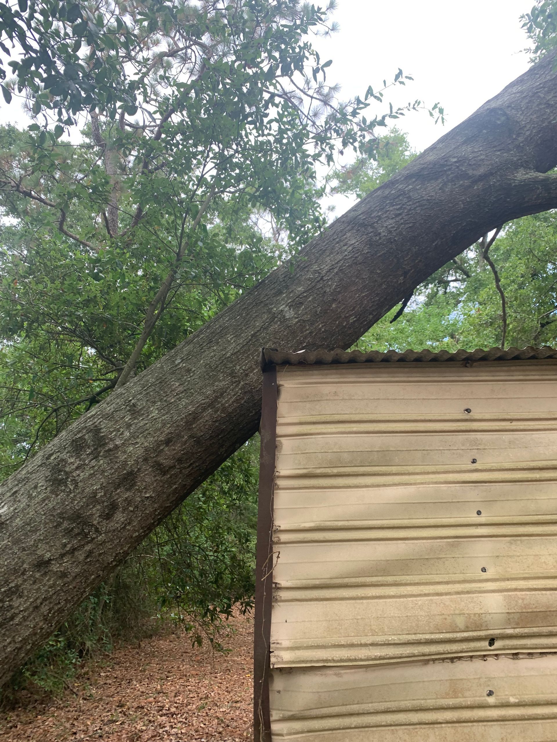 A large tree has fallen on top of a shed.