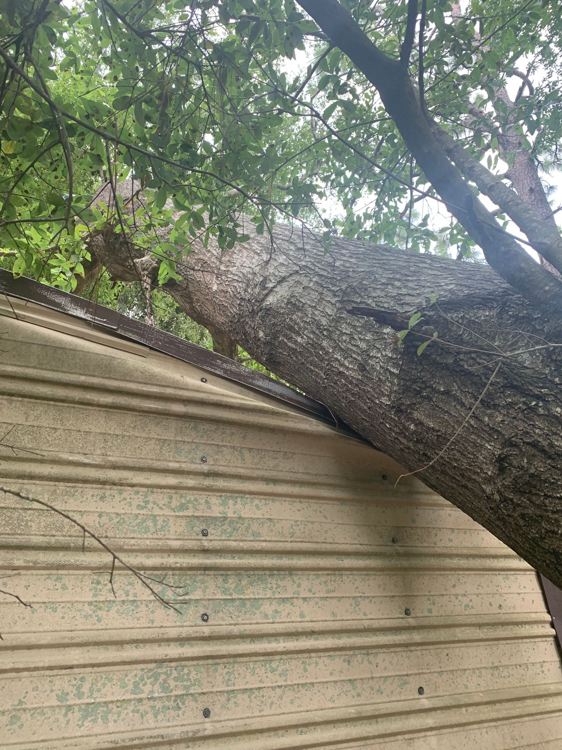 A tree branch is hanging over the side of a building.