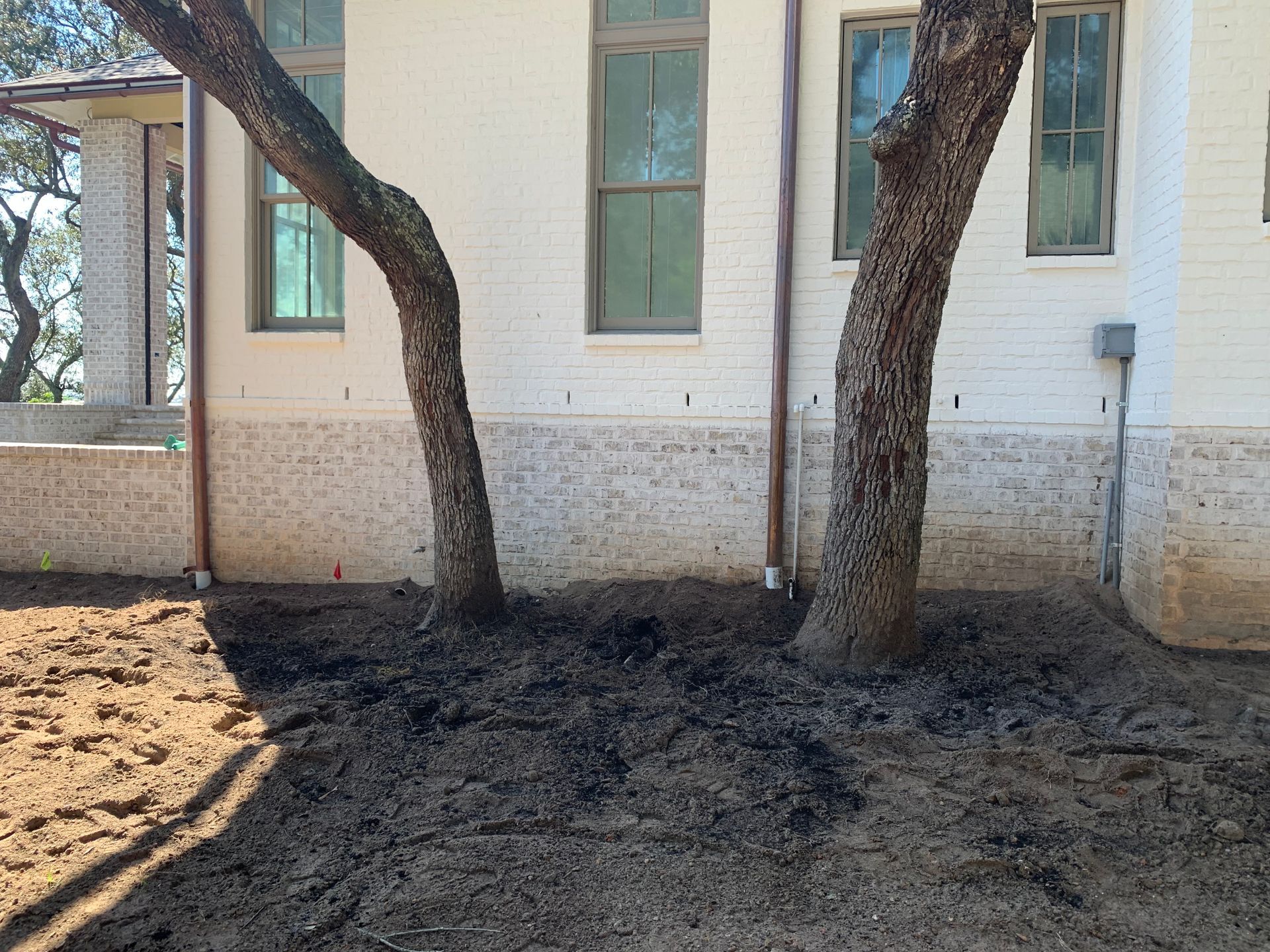 Two trees are standing in front of a white building.