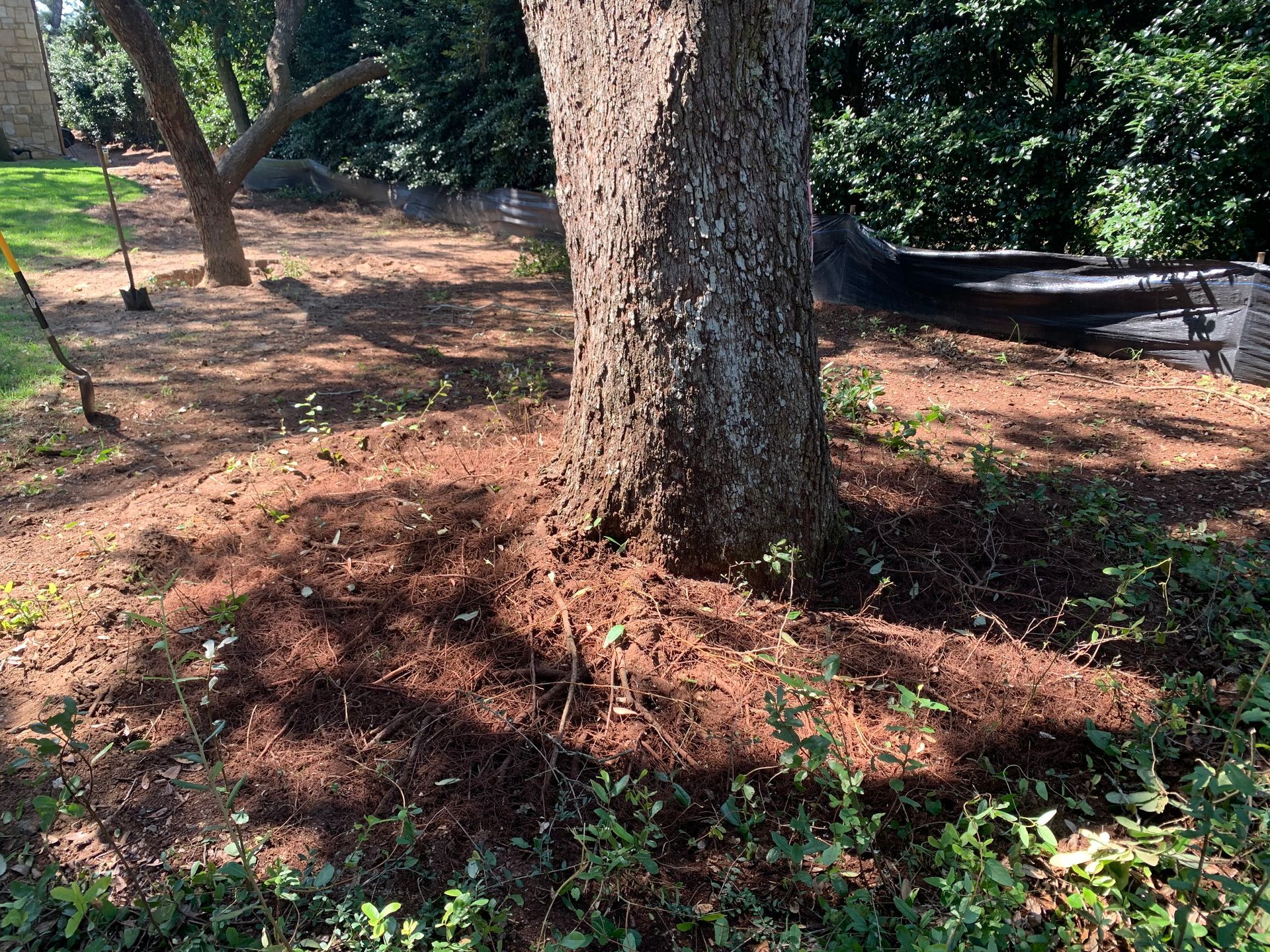 A tree trunk surrounded by dirt and grass in a yard.