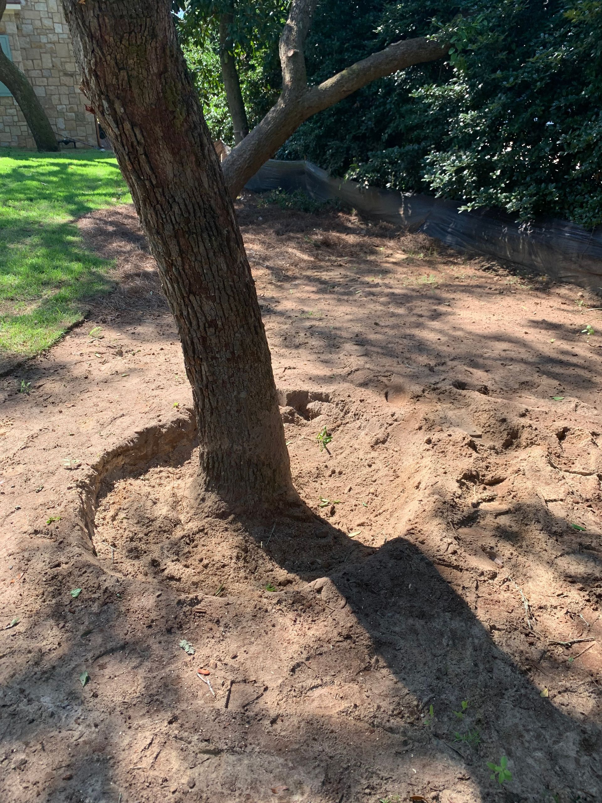 A tree trunk is surrounded by dirt and grass in a yard.