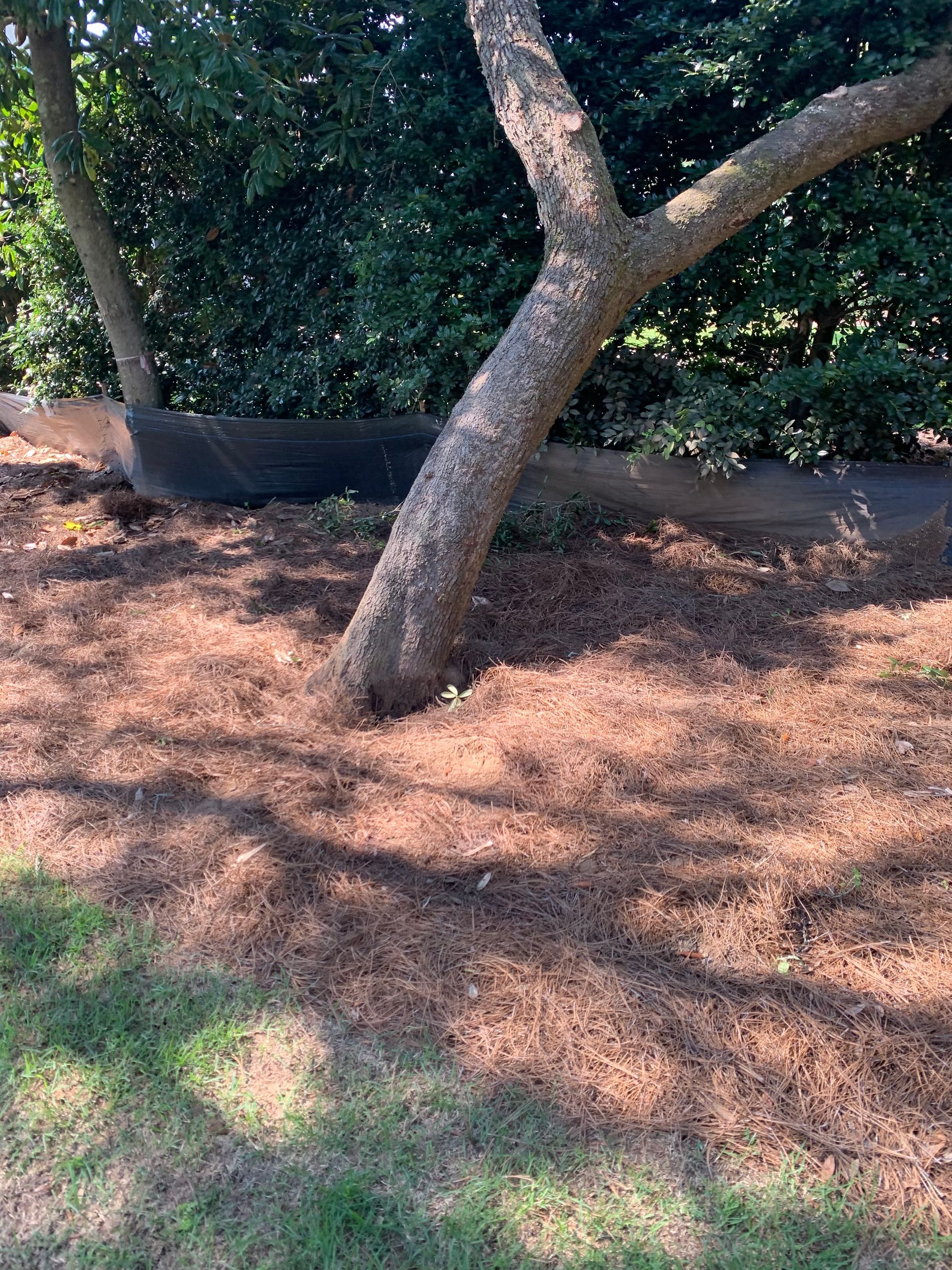 A tree trunk is sitting on top of a pile of mulch.