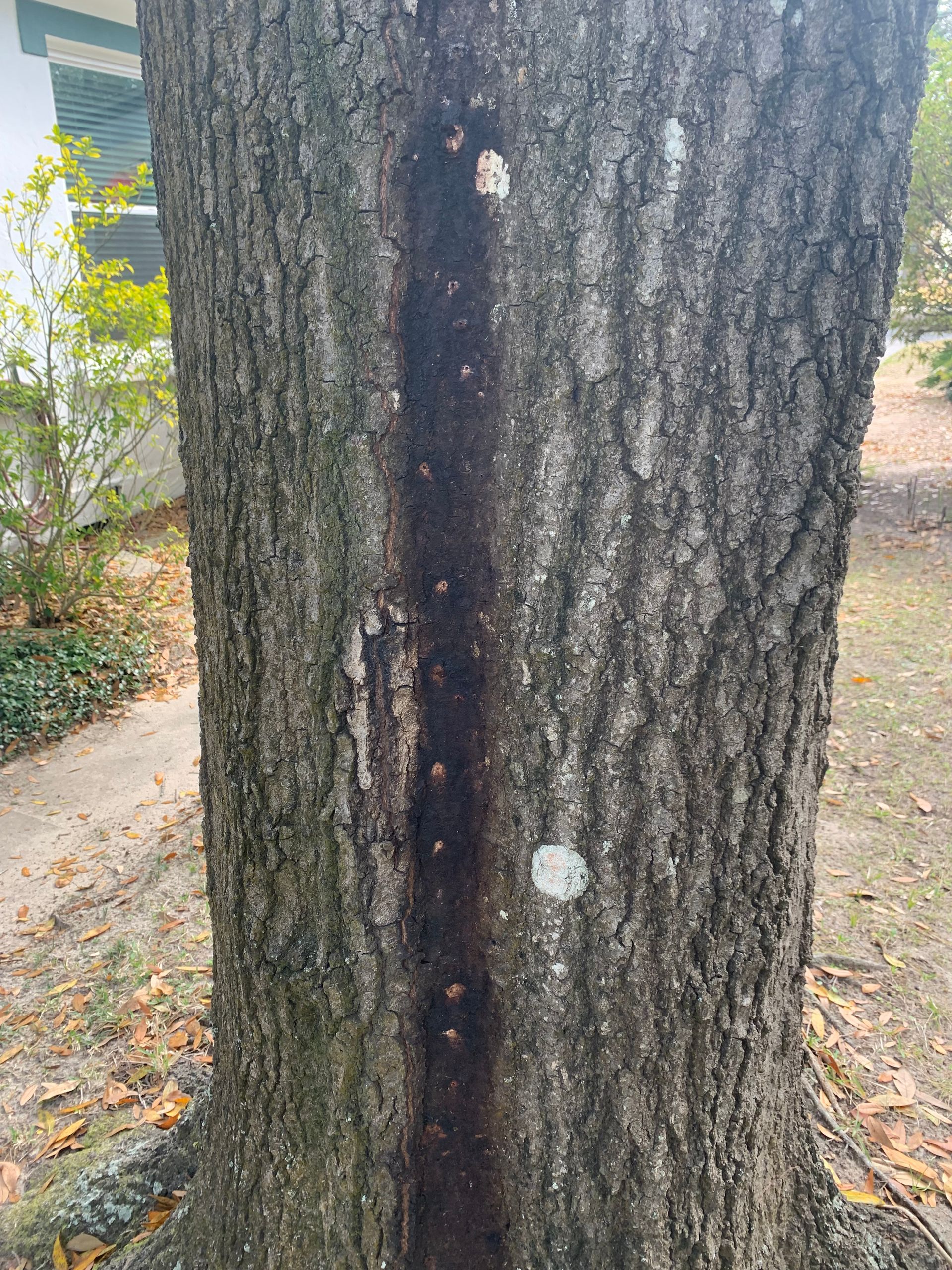 A close up of a tree trunk with a hole in it.