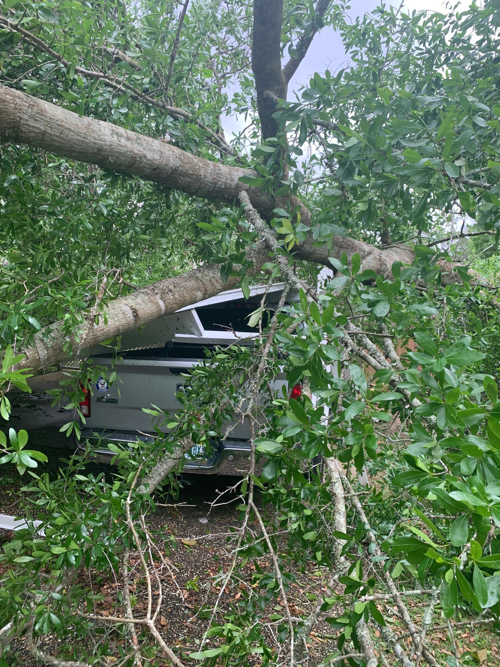 A truck is sitting under a tree that has fallen on it.