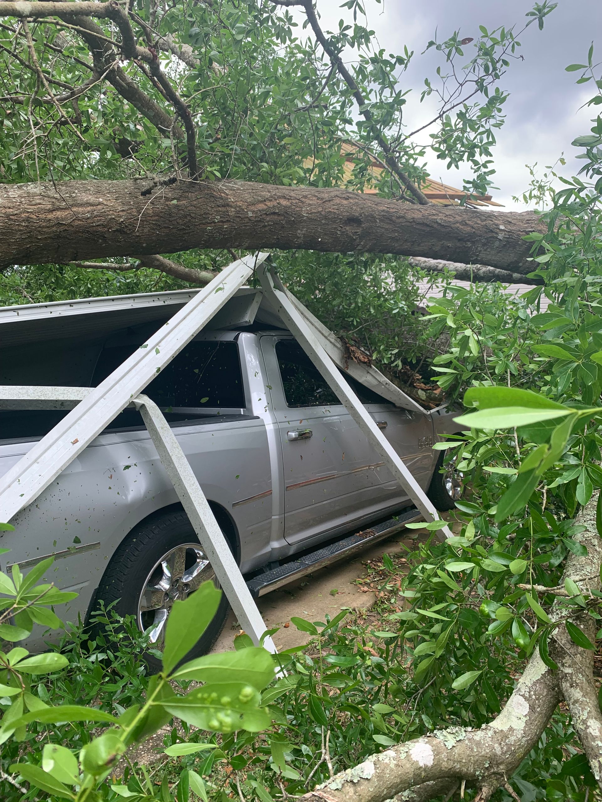 A car has been damaged by a tree that has fallen on it.