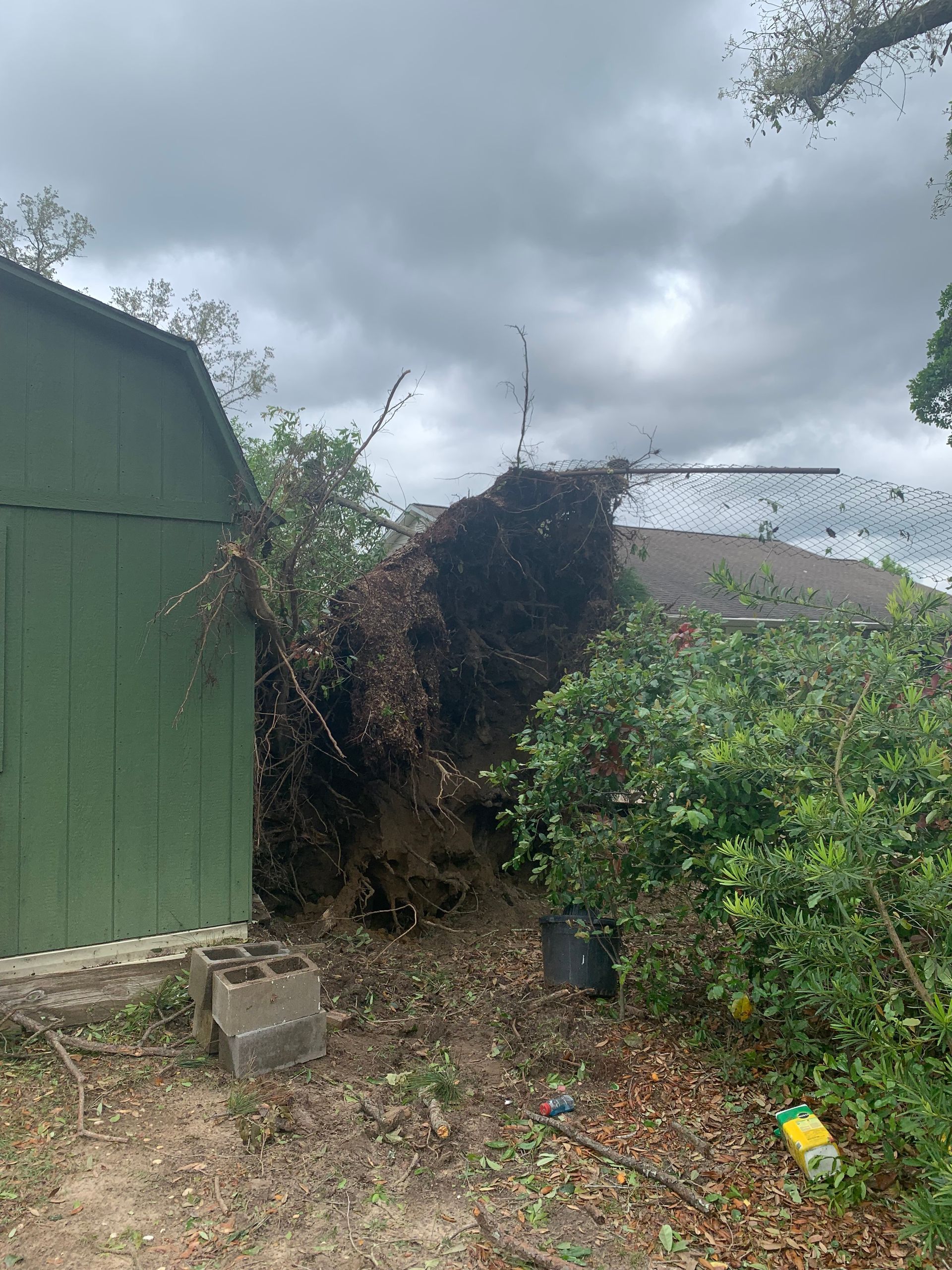 A green shed with a fallen tree in front of it.