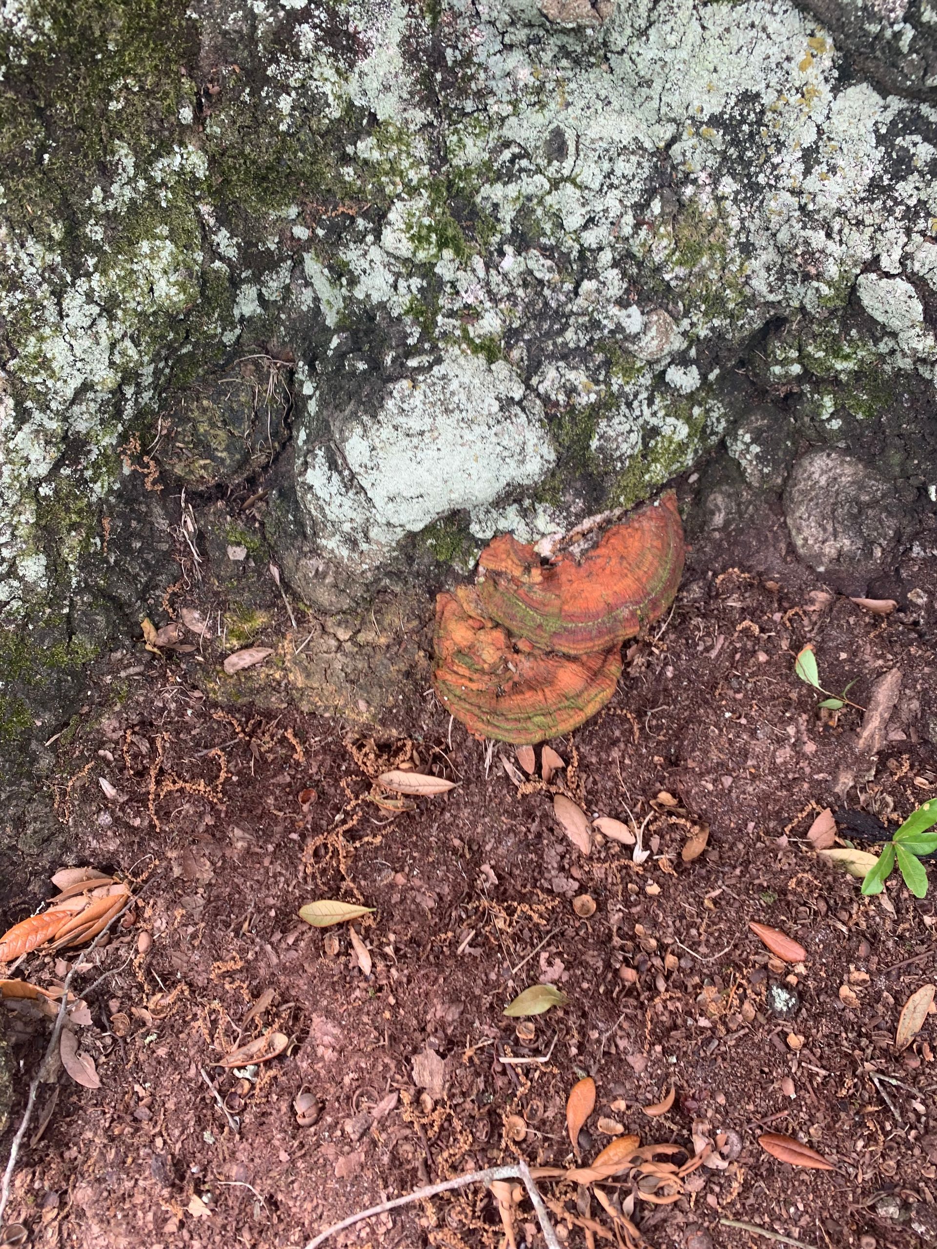 A leaf is laying on the ground next to a rock.