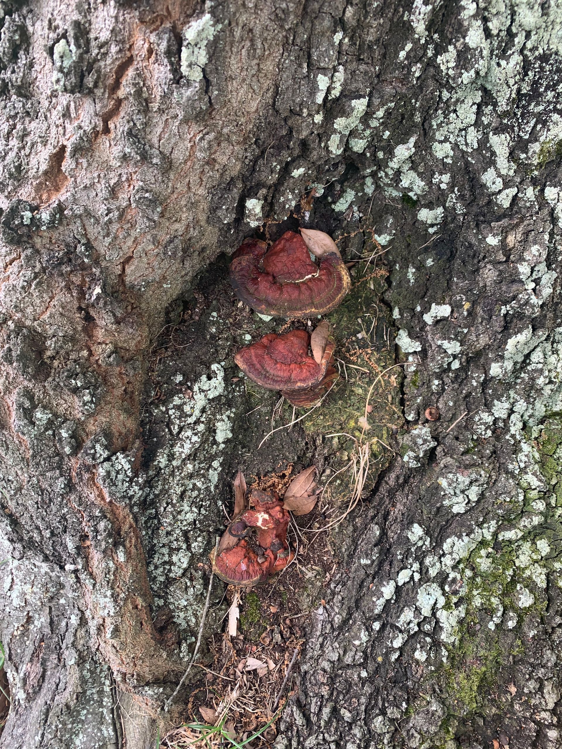 A close up of a tree trunk with mushrooms growing on it.