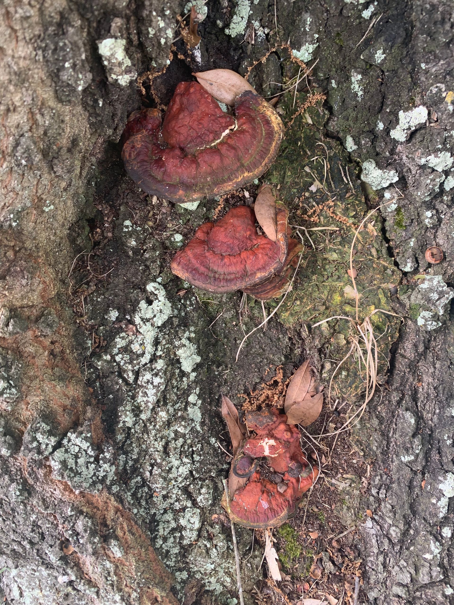 A group of mushrooms growing on the side of a tree trunk.
