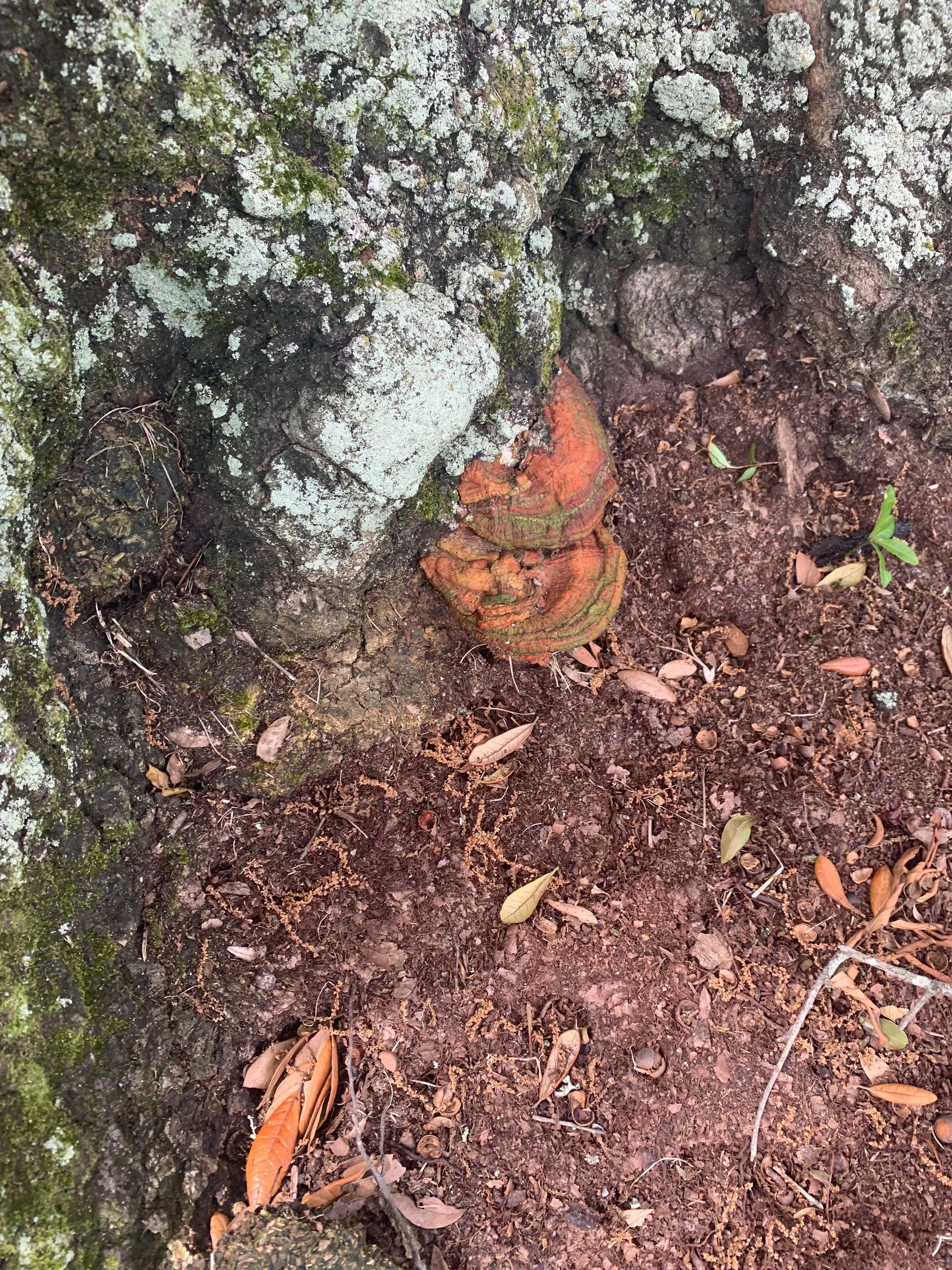 A close up of a rock and leaves on the ground.