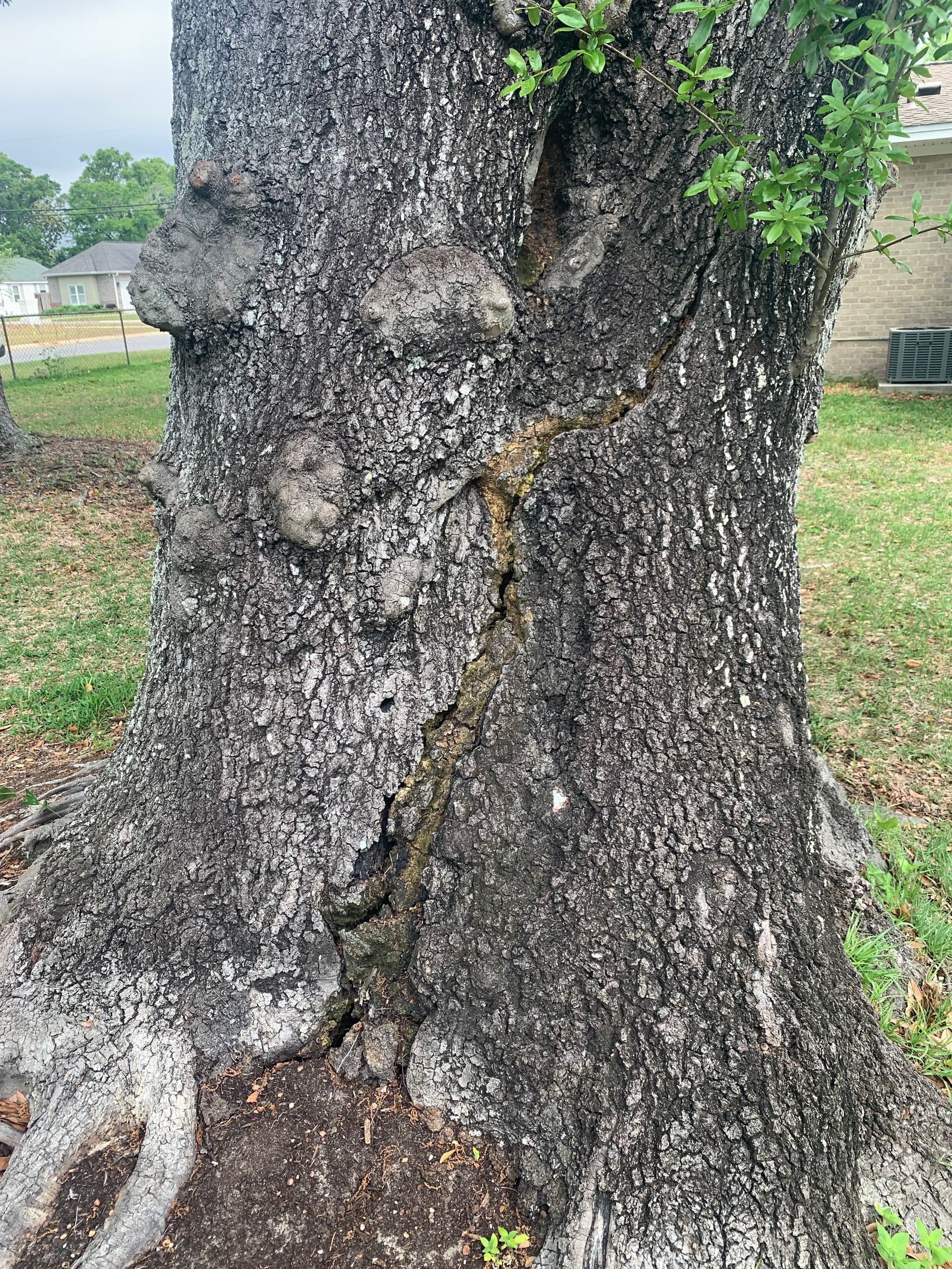 A close up of a tree trunk with a hole in it.