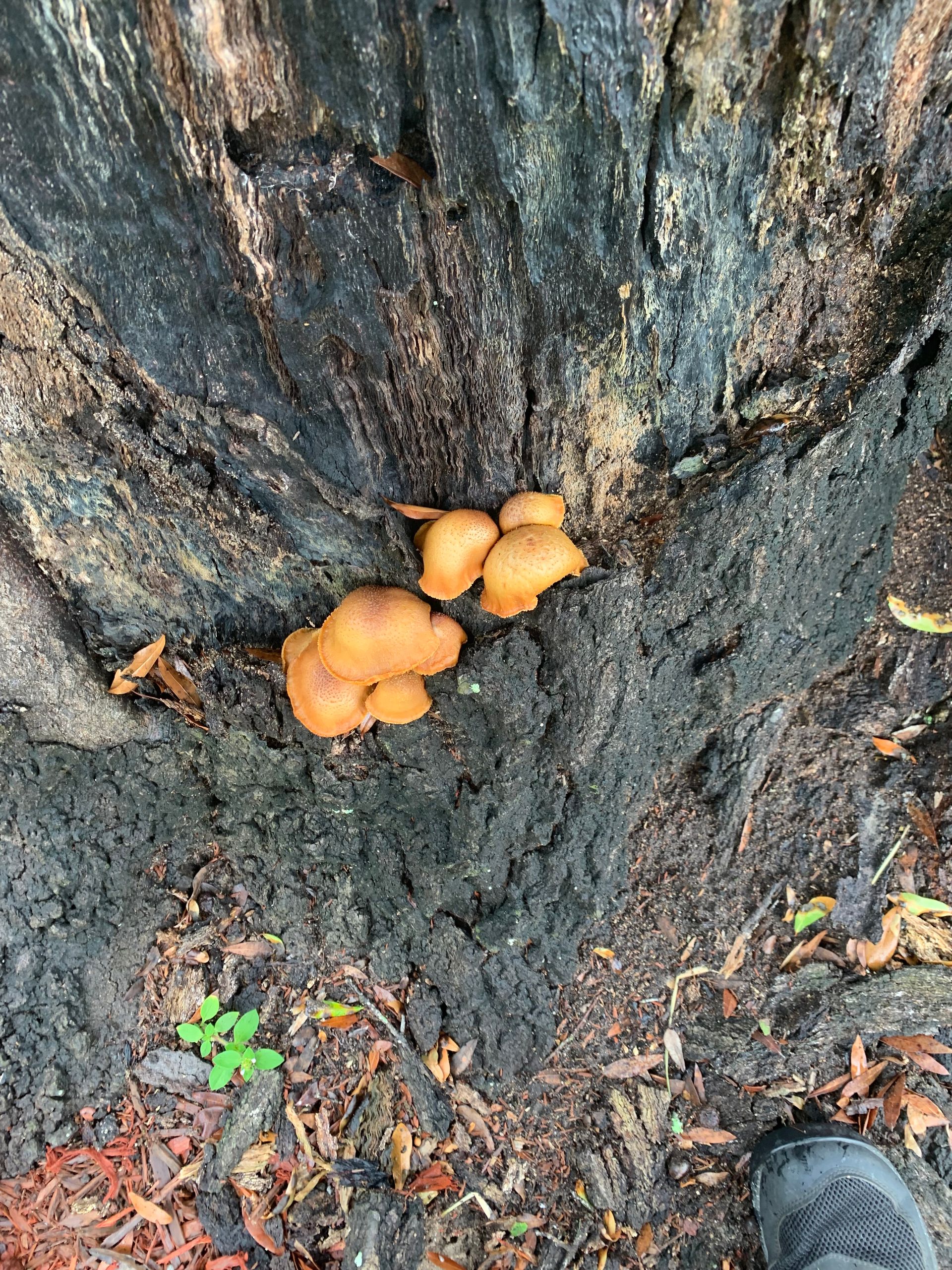 A person is standing next to a tree trunk with mushrooms growing out of it.