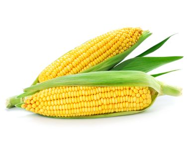 Corn, Popcorn, Grits, Starches