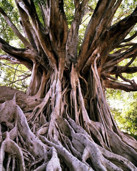 Truth About Trees Tree Reports Protection On Site Supervision Truth About Trees Tree Reports Protection On Site Supervision