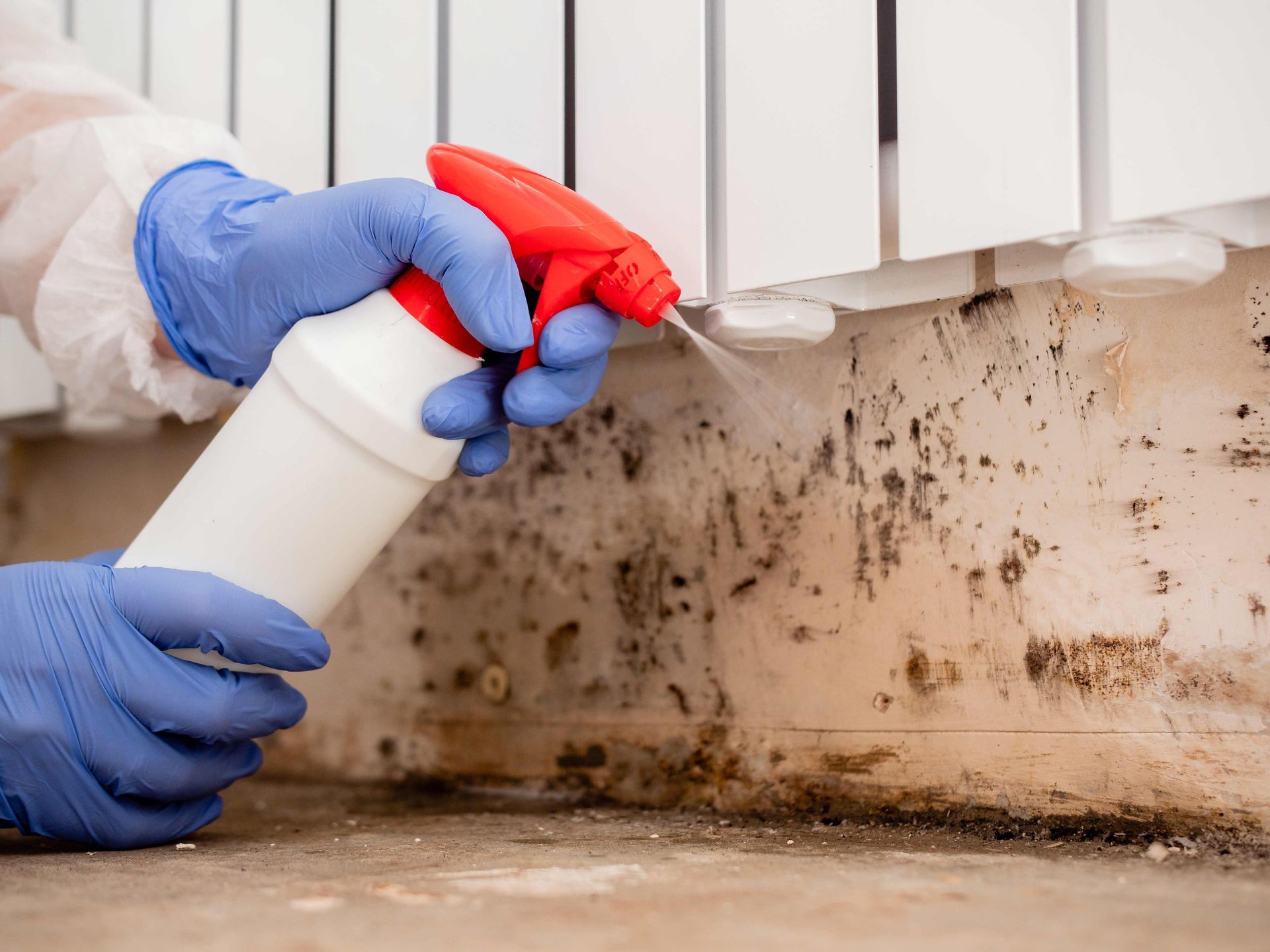 A person in protective gloves uses a spray bottle to apply cleaning solution to mold growing on a wall behind a radiator.
