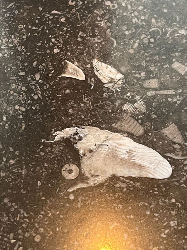 A black and white photo of a moth on a rock.