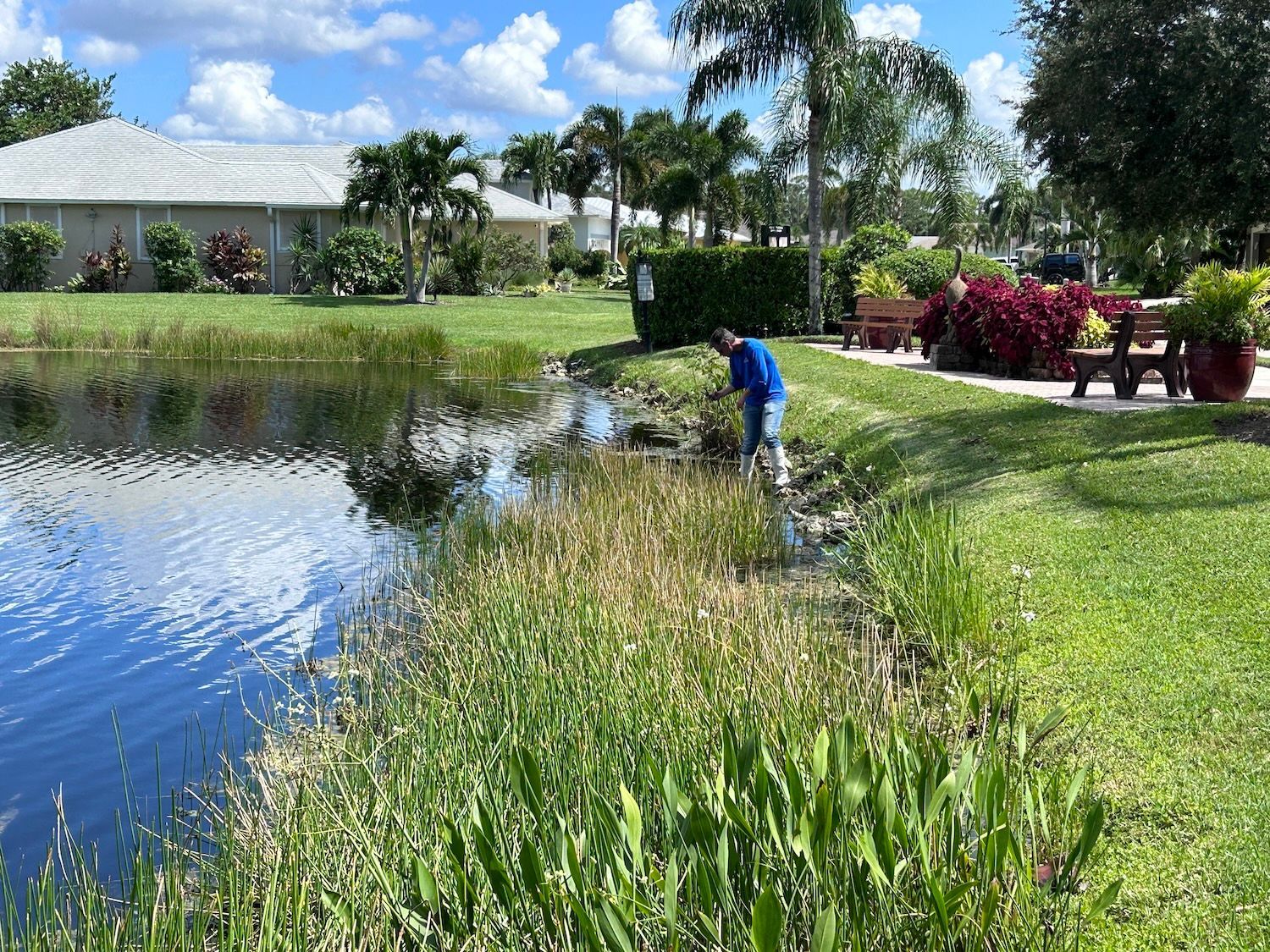 Person tending plants beside a pond in a sunny garden with palm trees and a house nearby