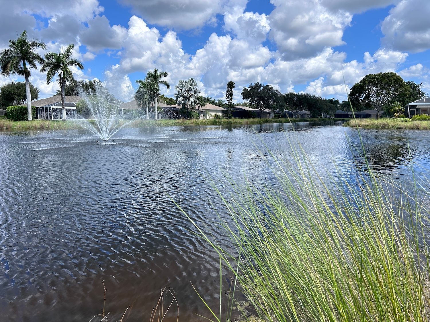 Pond with water fountain, palm trees, and cloudy blue sky, with tall grass in the foreground