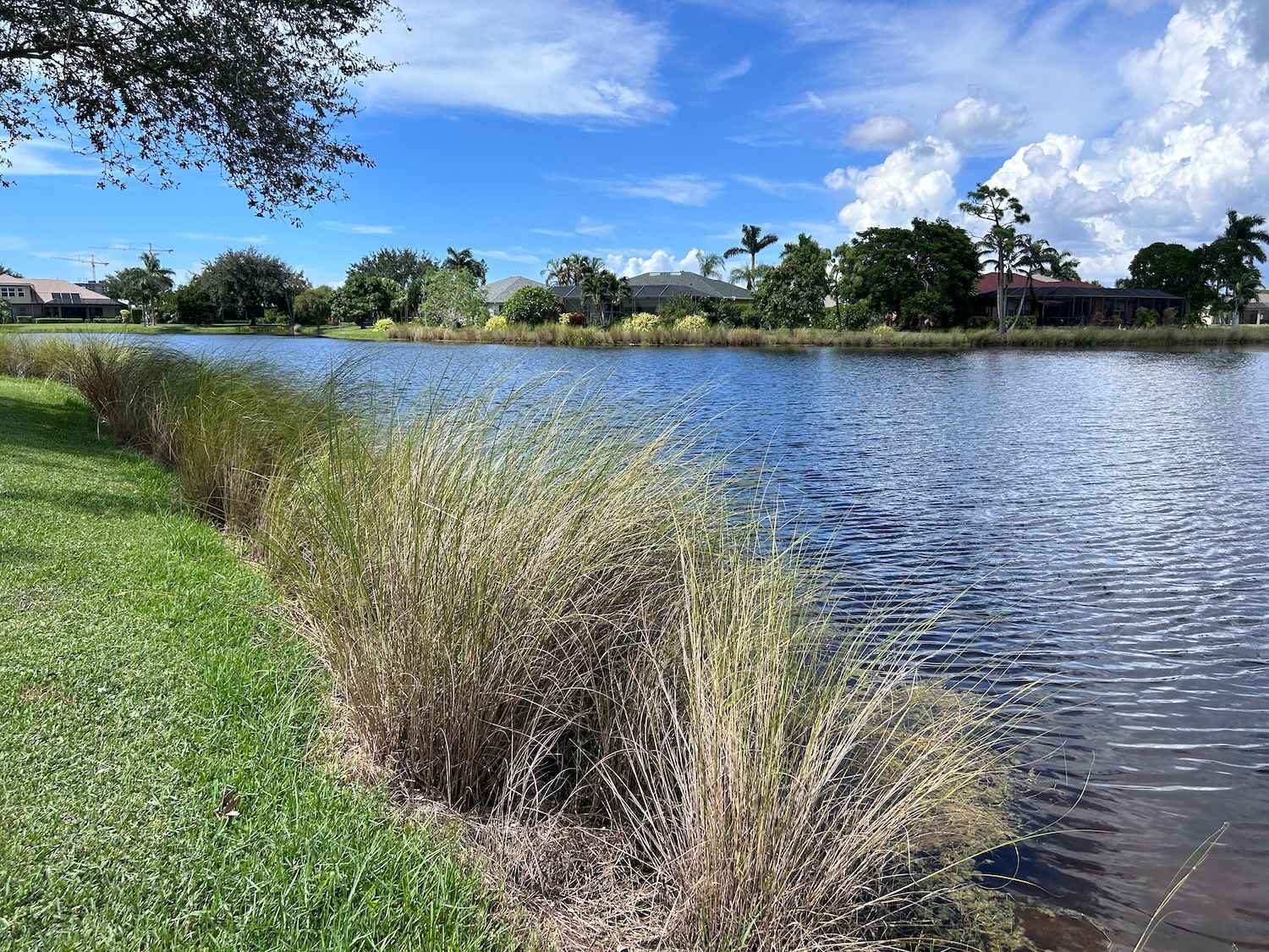 Grassy lakeshore with reeds, blue water, and trees under a partly cloudy sky