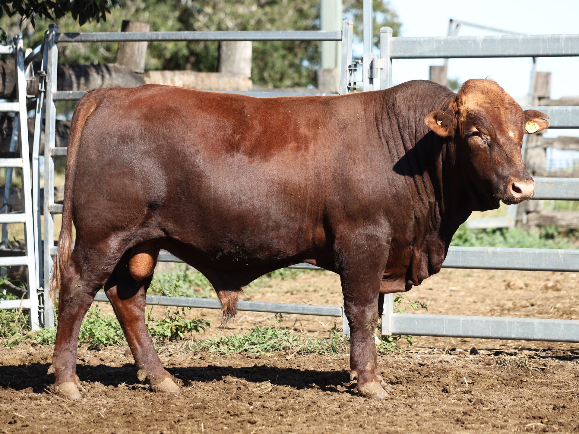 LOT 1 RJS240117