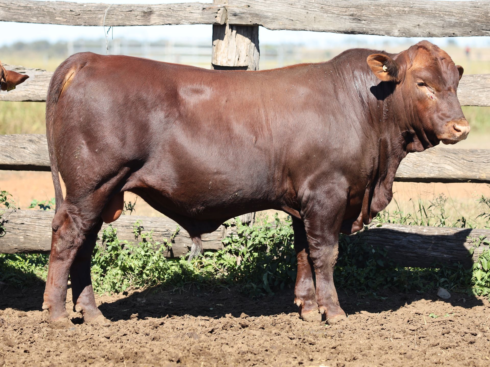 LOT 14 RJS240219