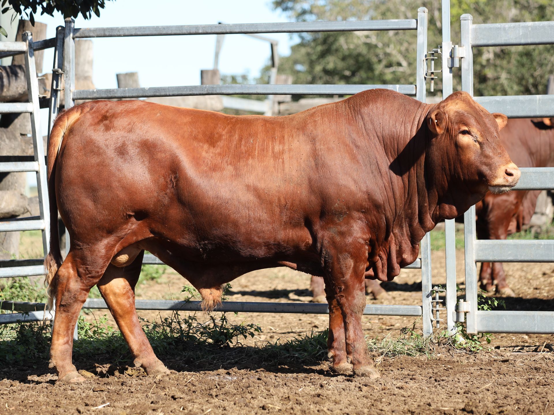 LOT 15 RJS240187