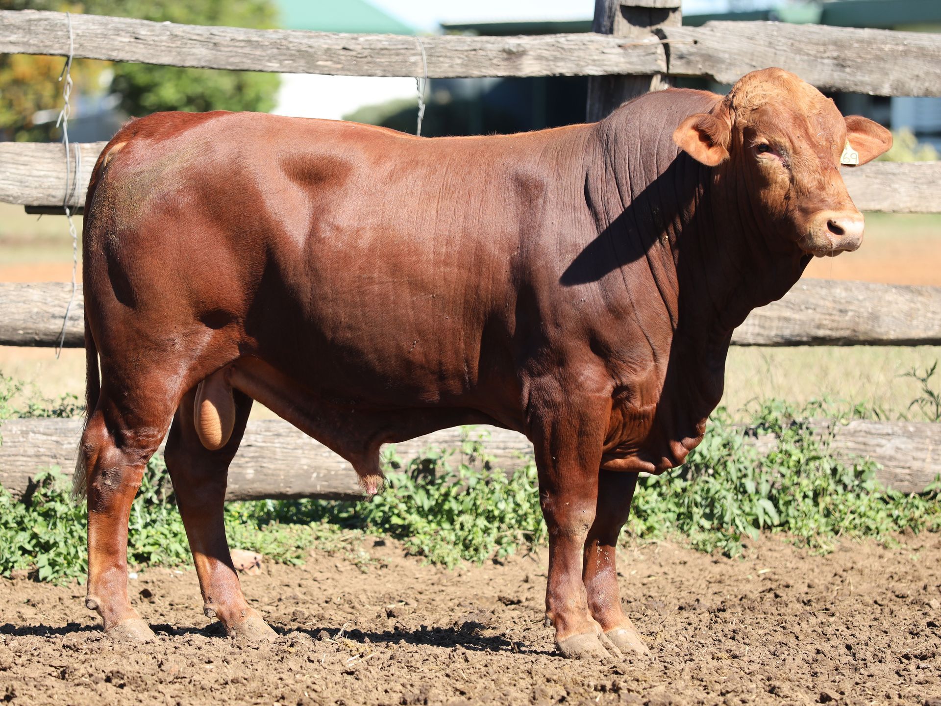 LOT 16 RJS240269