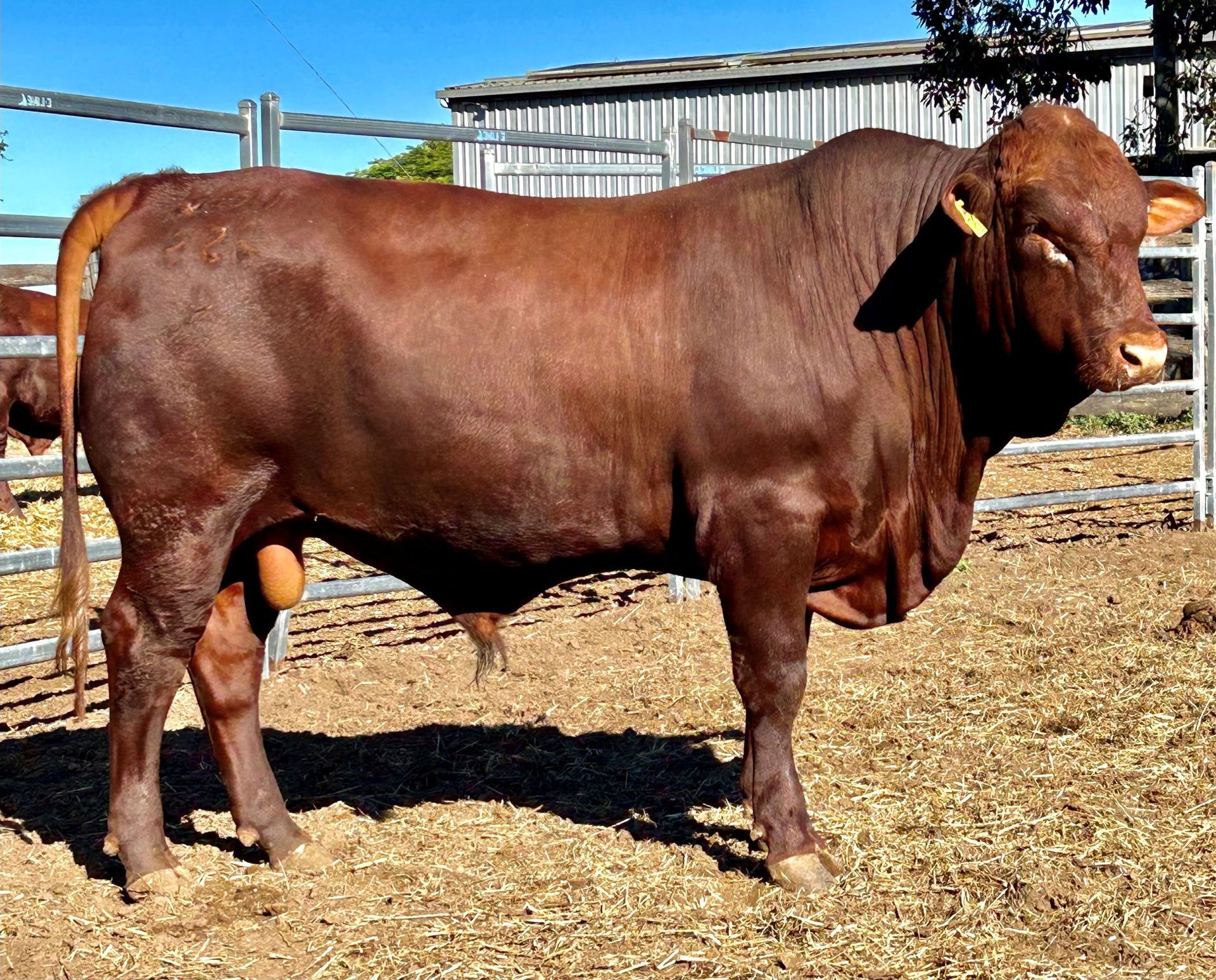 LOT 17 RJS240259