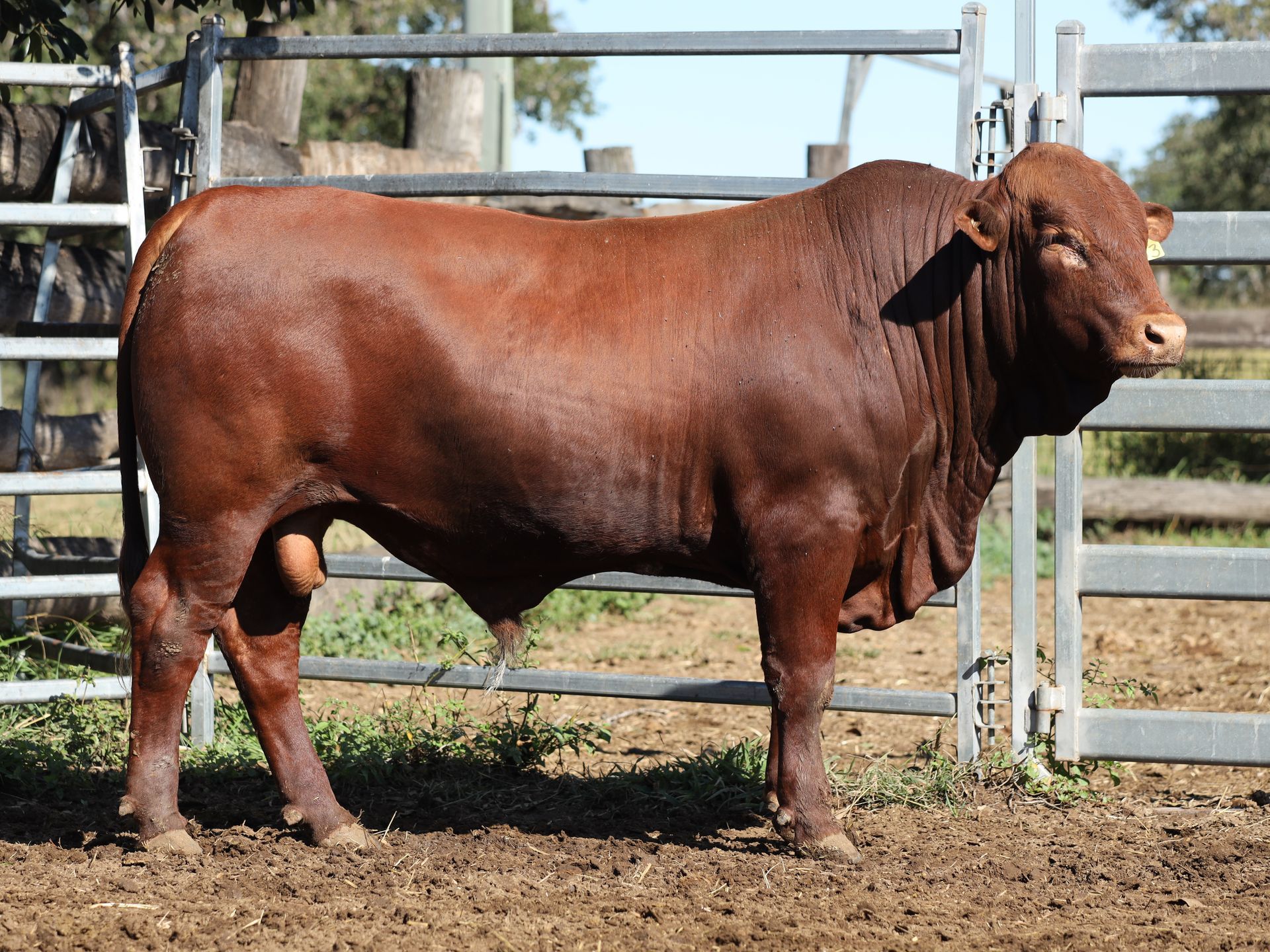 LOT 19 RJS240063