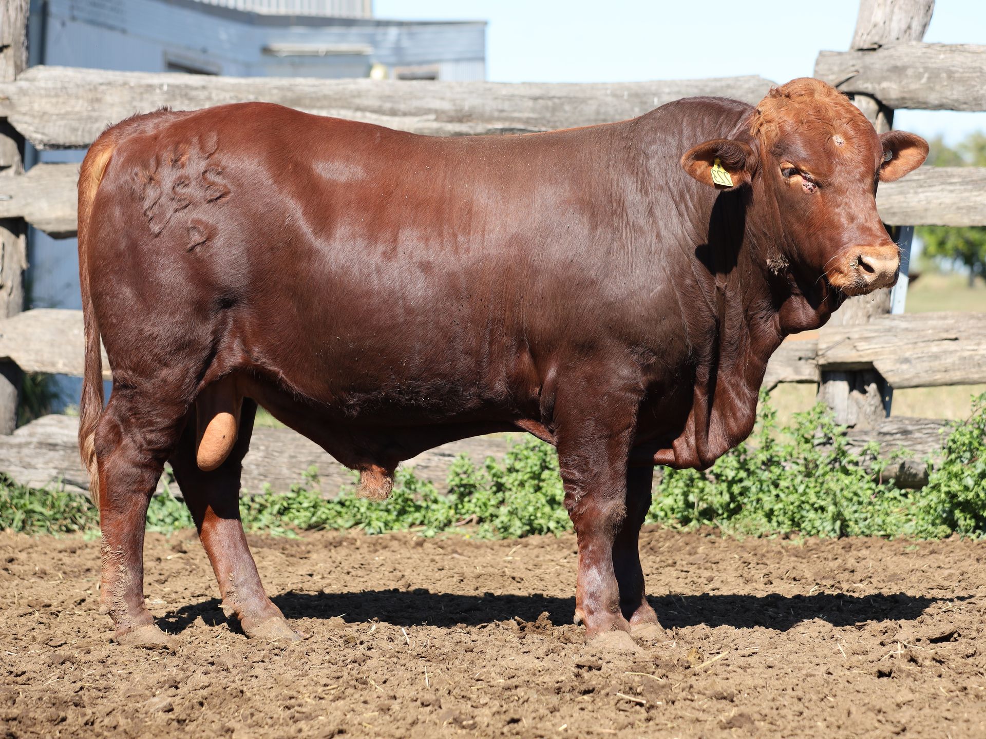 LOT 22 RJS240223