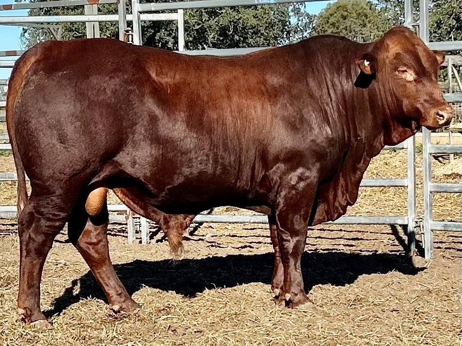 LOT 23 RJS240103