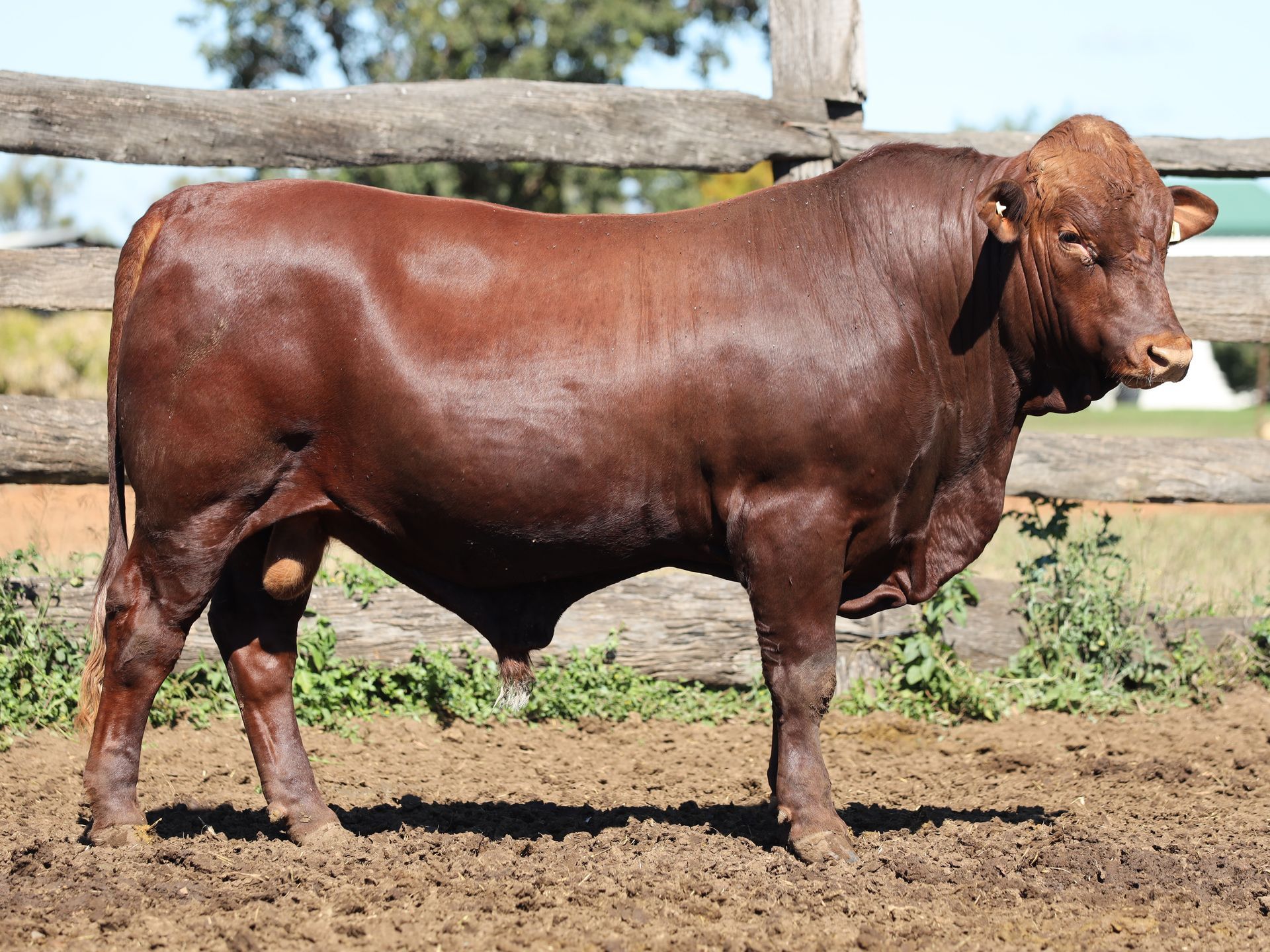 LOT 24 RJS240151