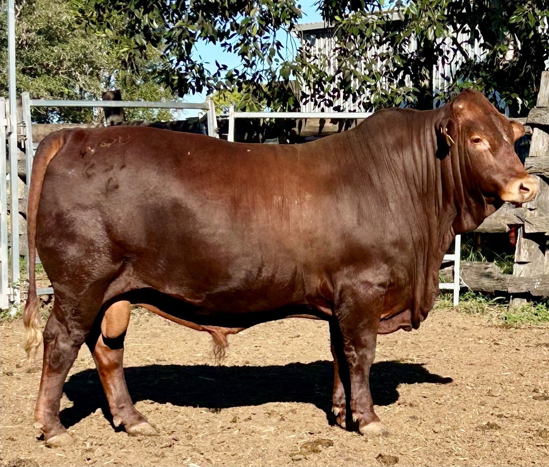 LOT 26 RJS240125
