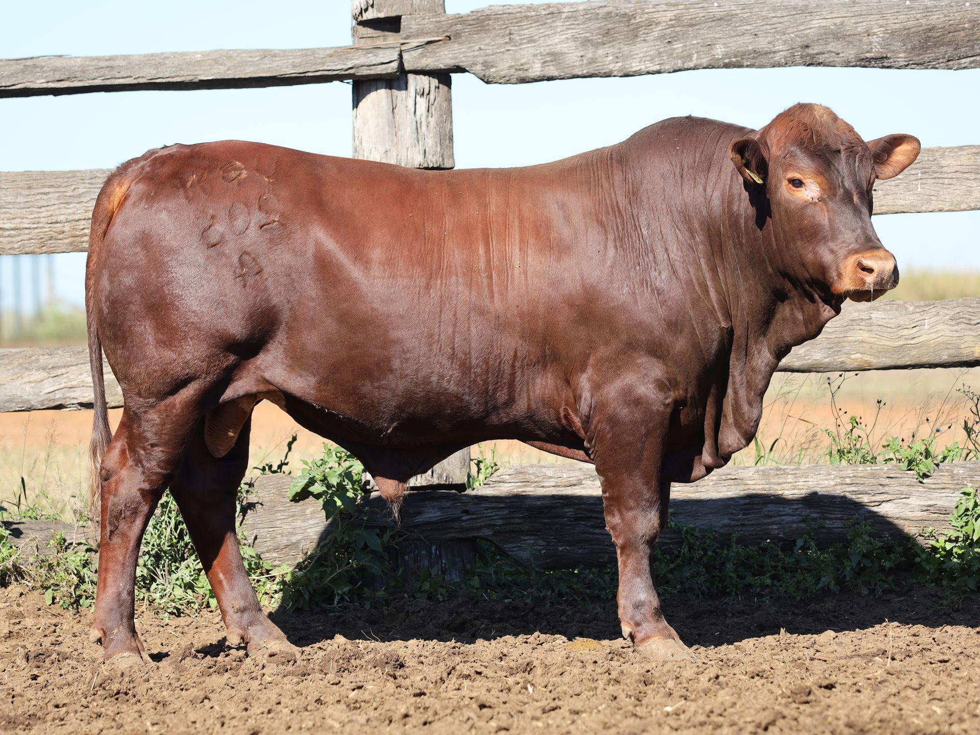 LOT 29 RJS240205