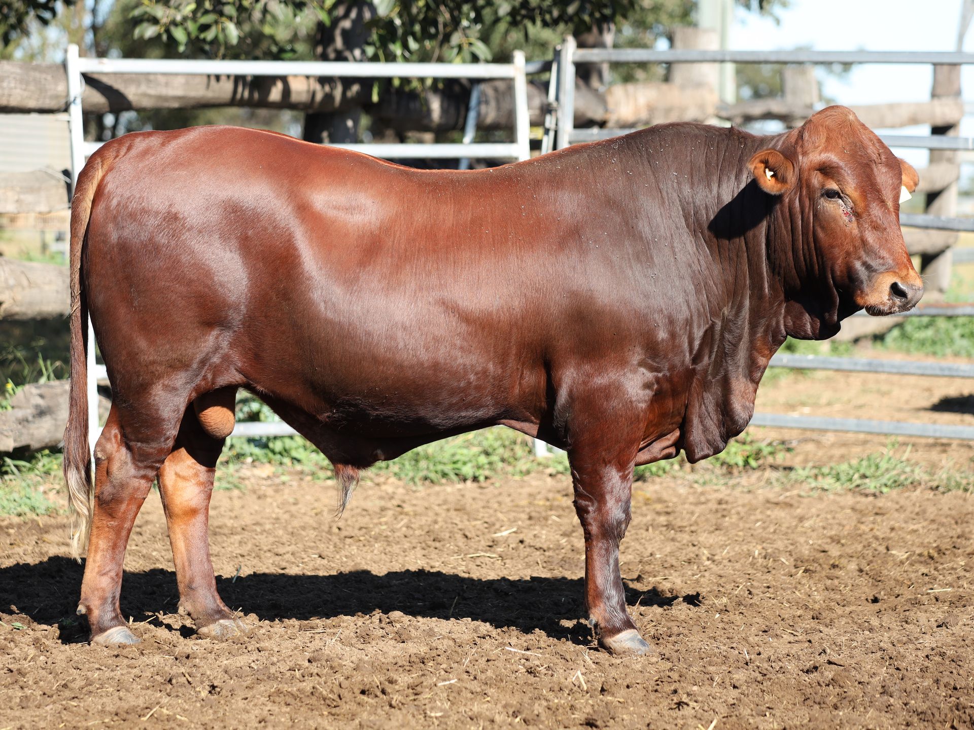 LOT 30 RJS240047