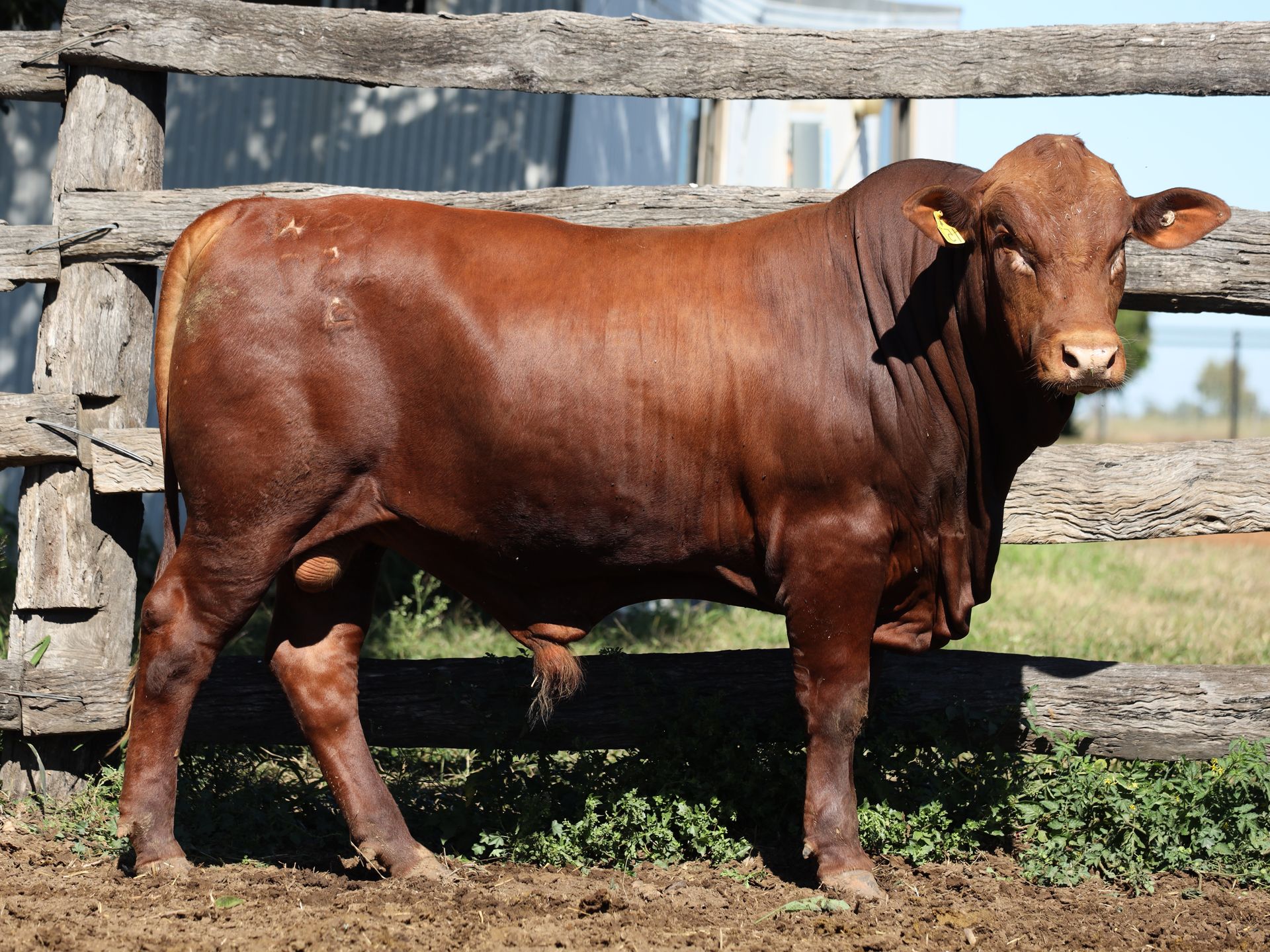 LOT 31 RJS240157