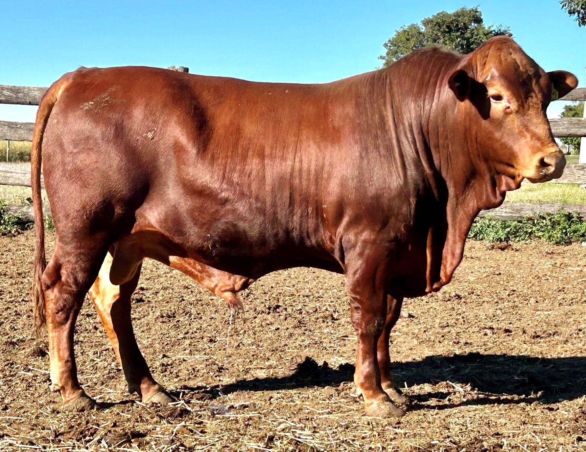 LOT 32 RJS240135