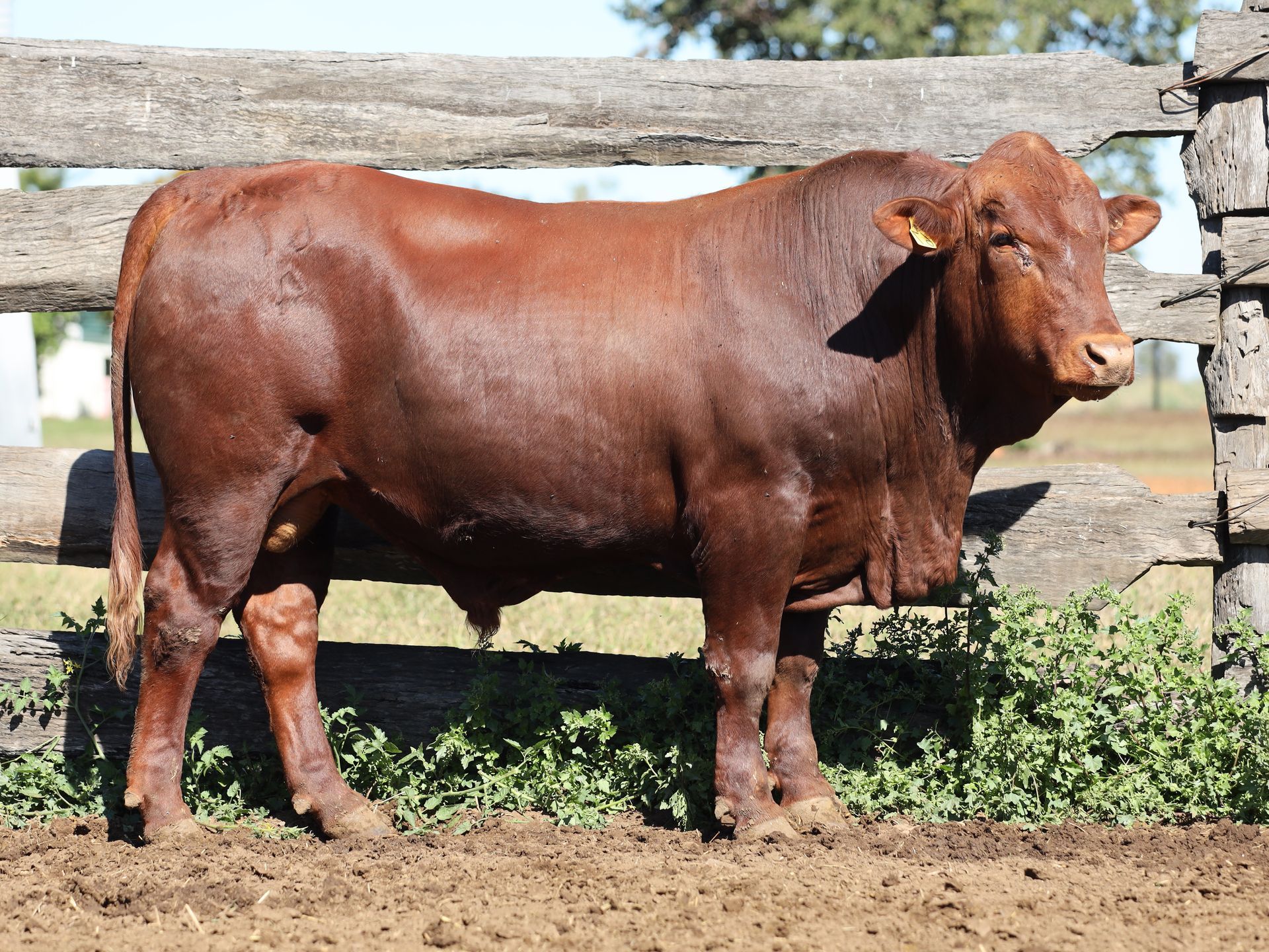 LOT 35 RJS240067