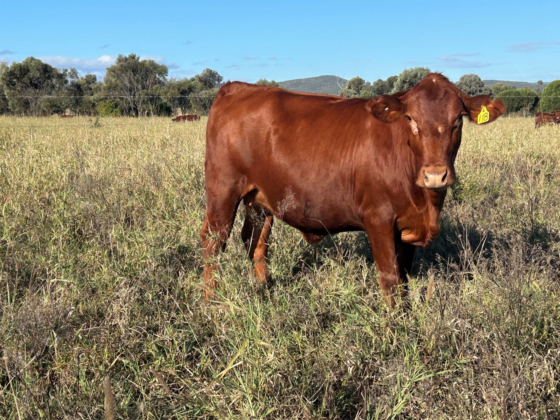 Lot 40 RJS240118