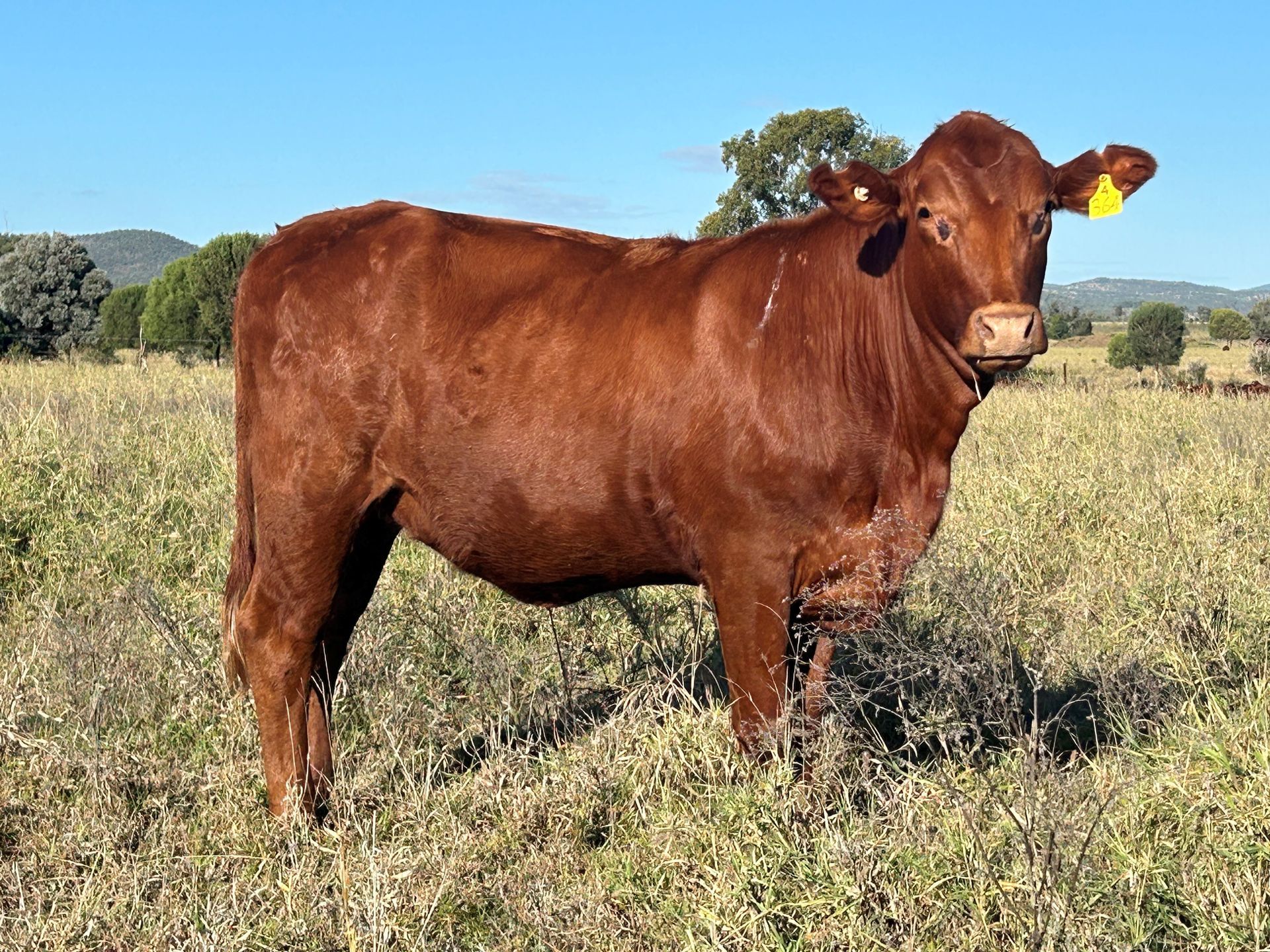Lot 43 RJS240364