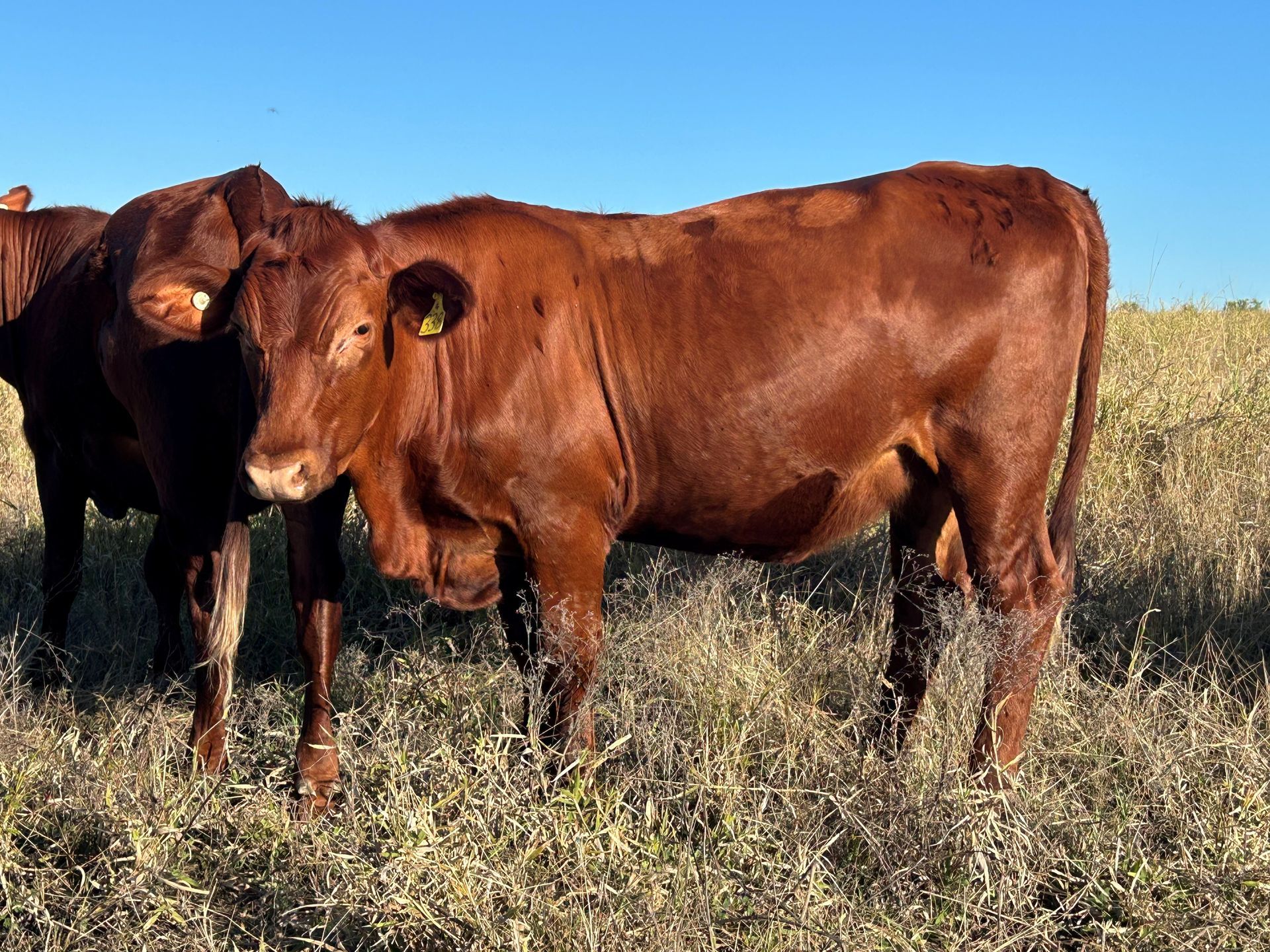 Lot  44 RJS240338