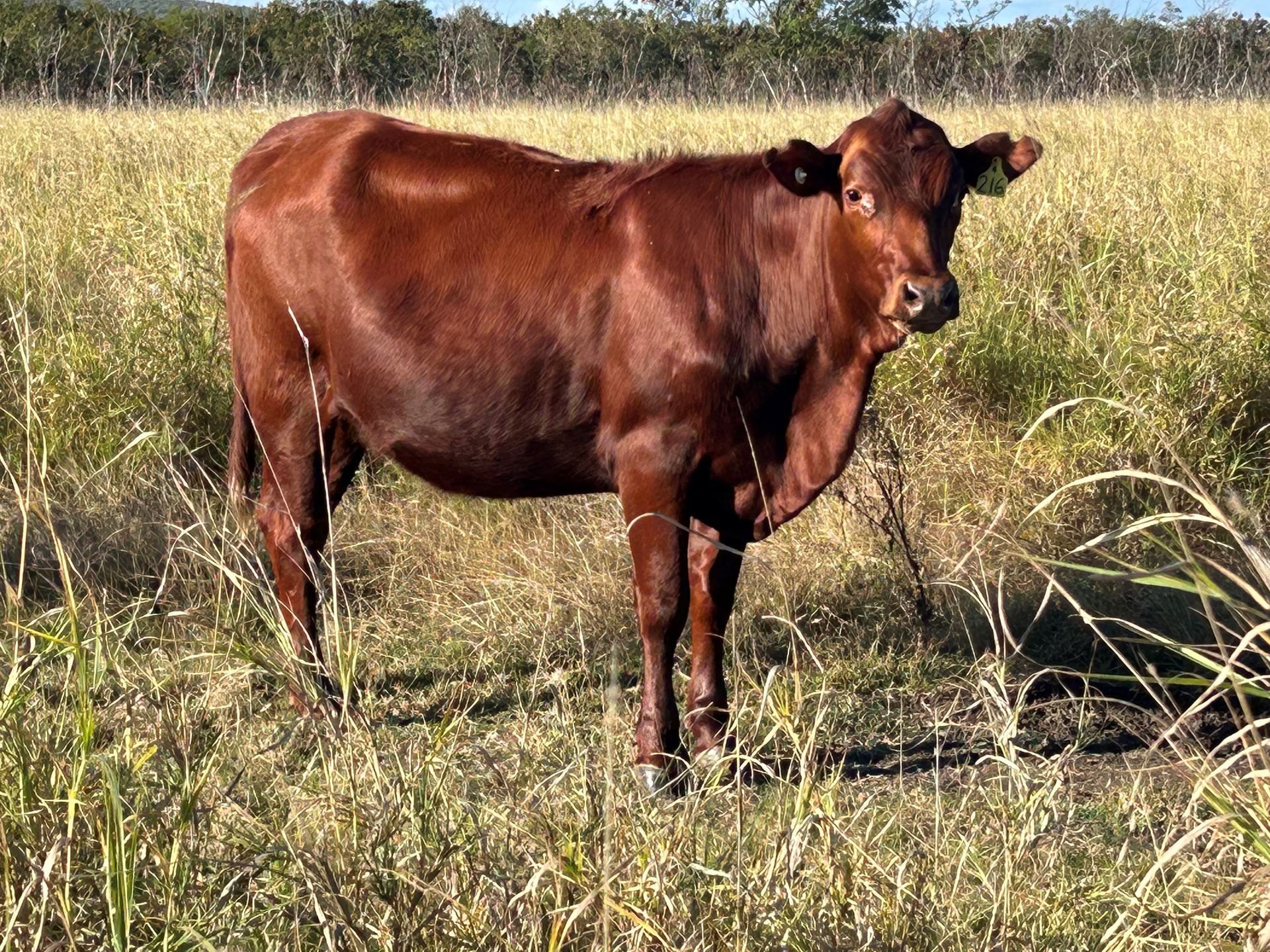 Lot 45 RJS240216
