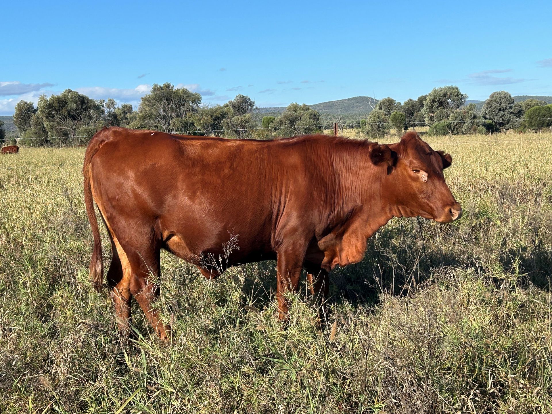 Lot 46 RJS240148