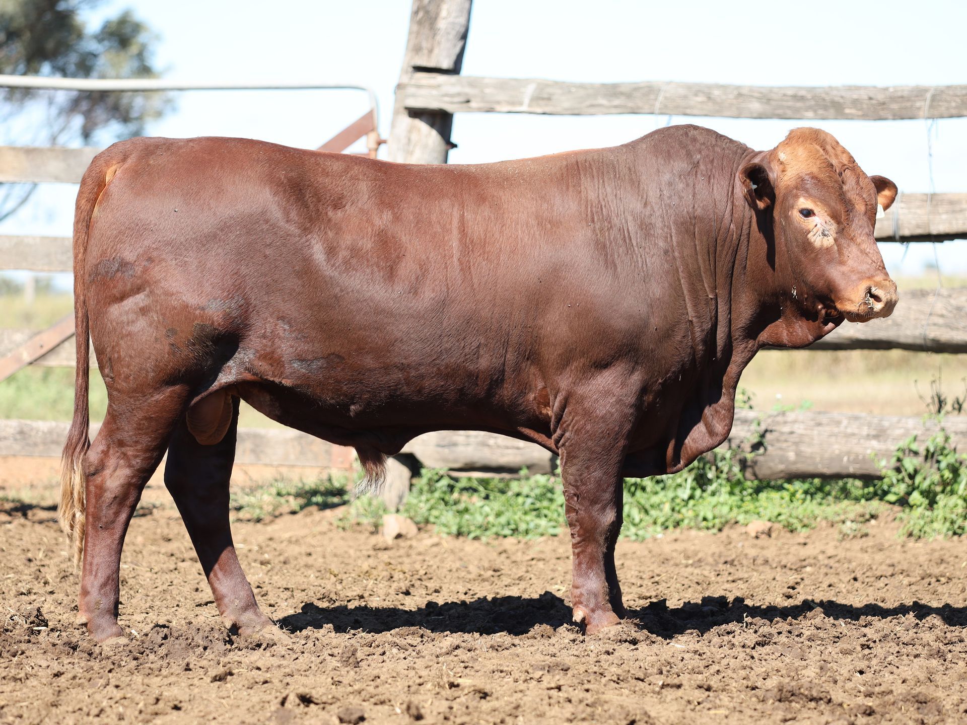 LOT 5 RJS240209