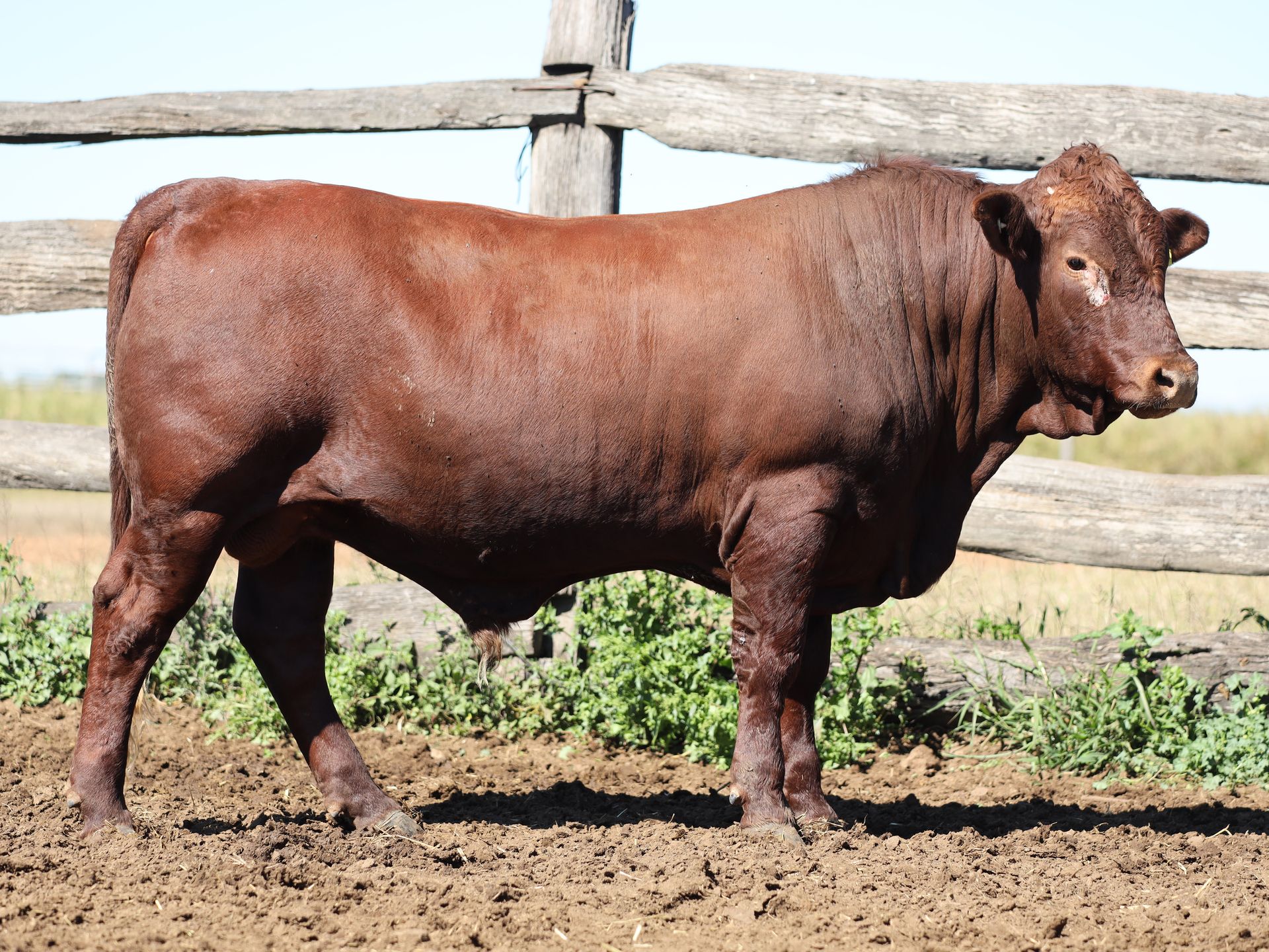 LOT 6 RJS240075