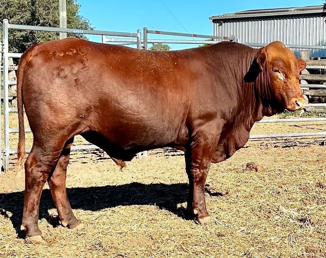 LOT 36 RJS240235