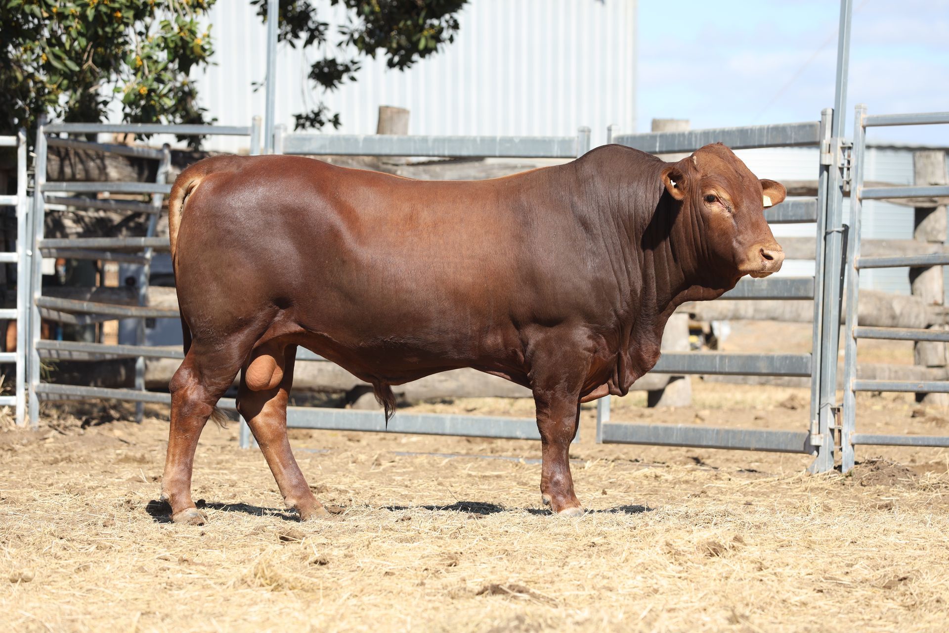 Lot 22 RJS220057